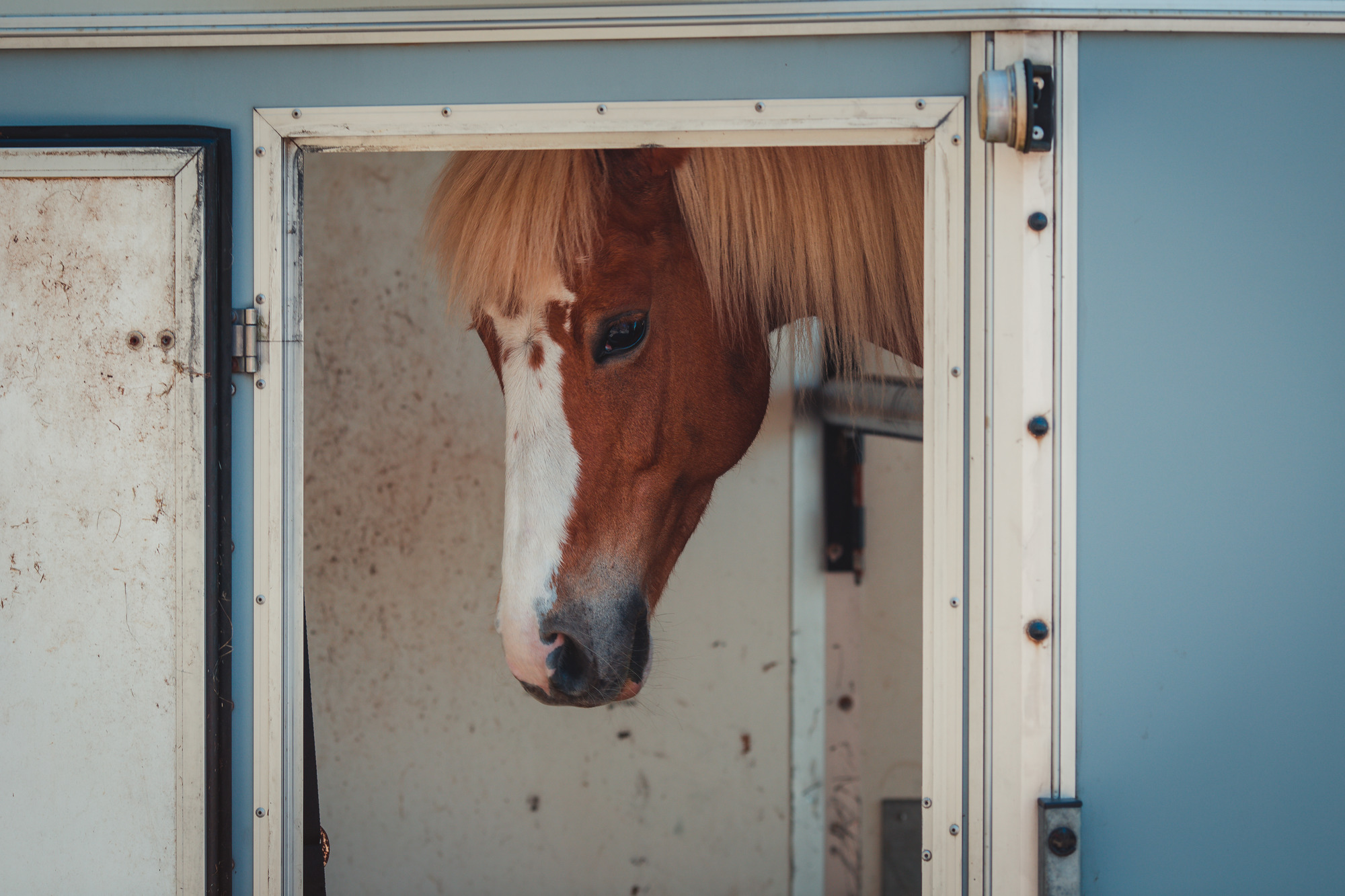 horse-in-trailer