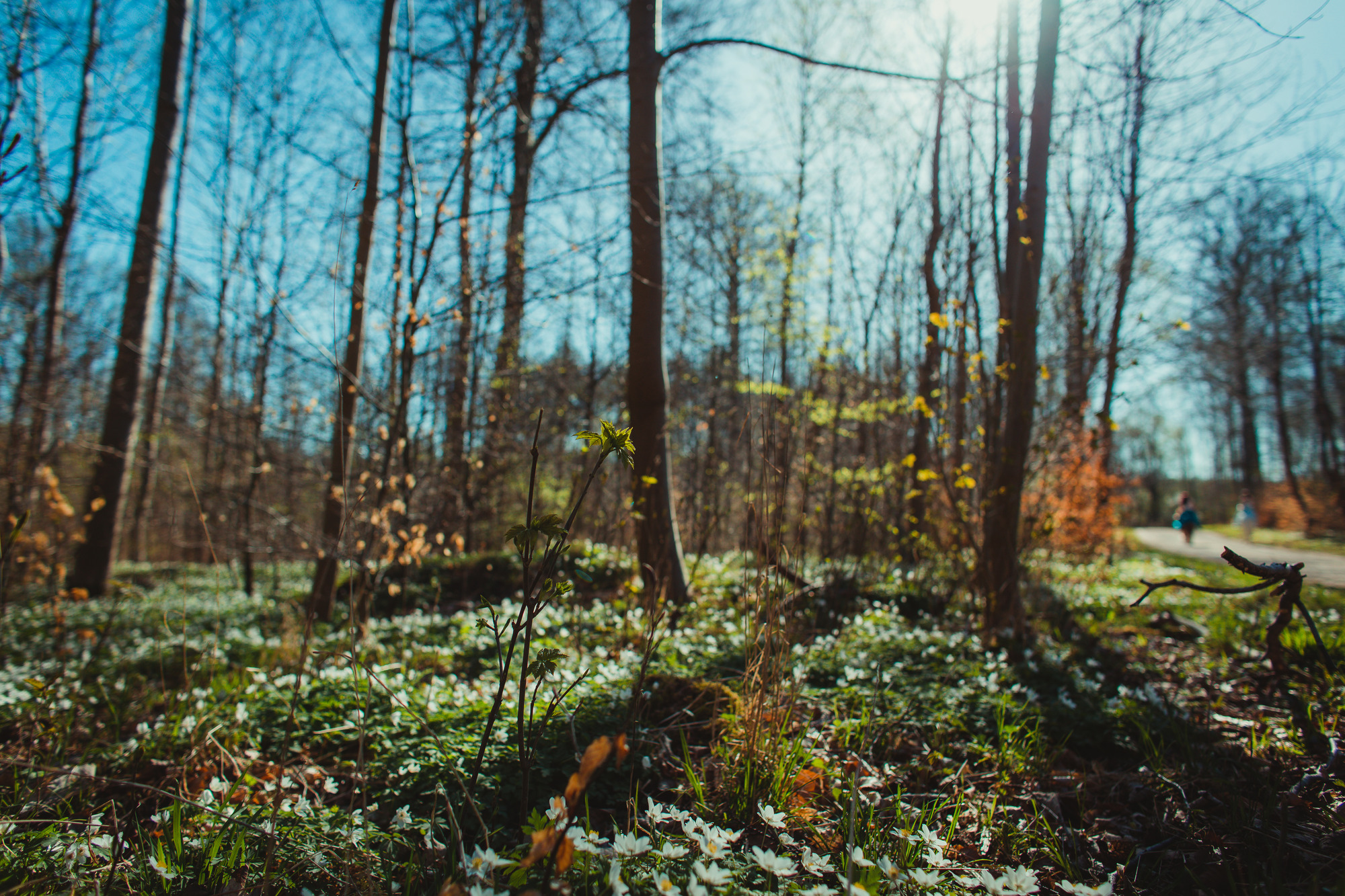 spring-nature-phtogtography