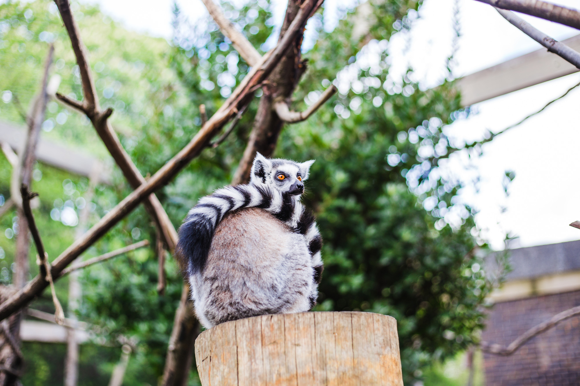 inside-the-lemur-enclosure-london-zoo