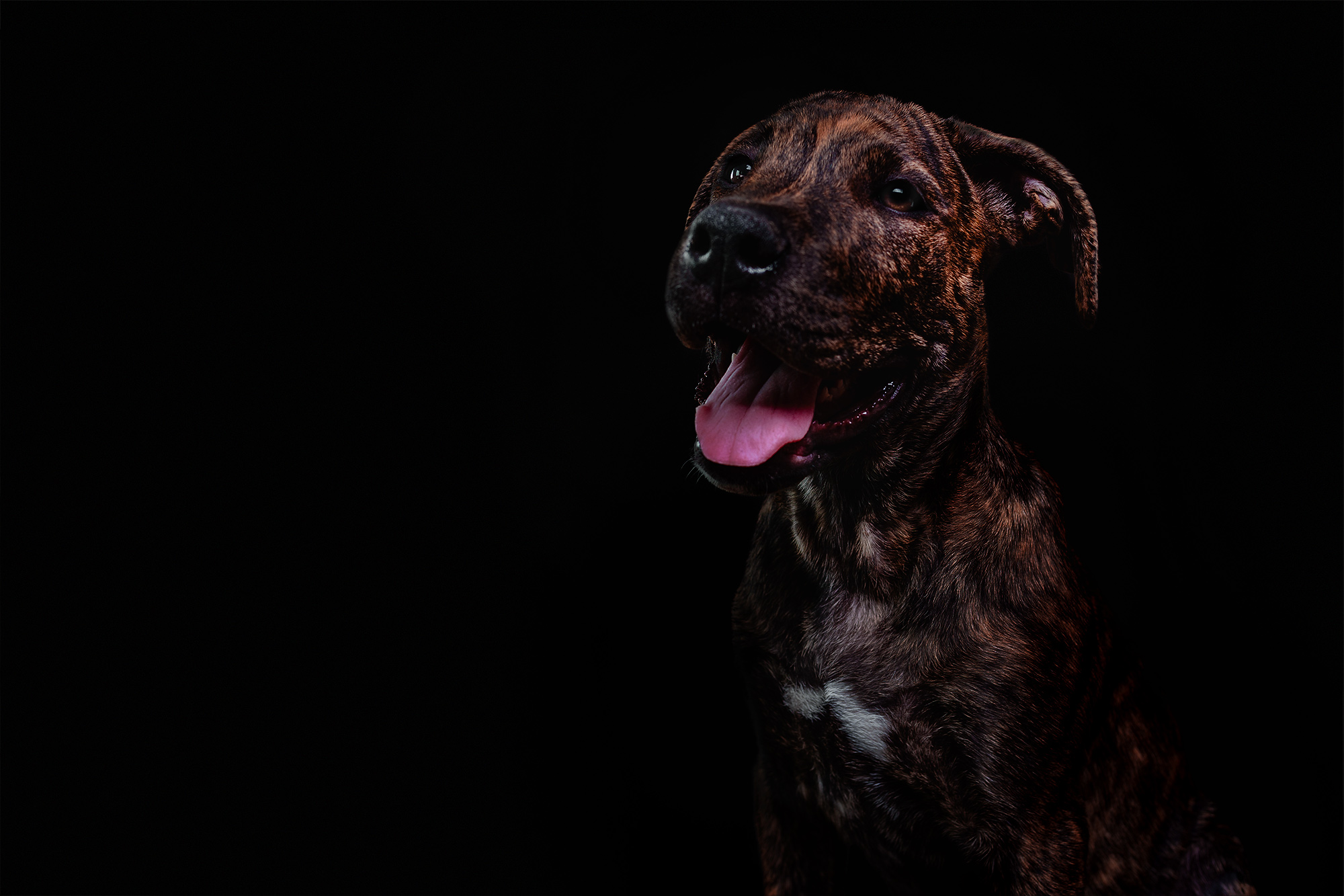 how-to-do-dog-fineart-photography