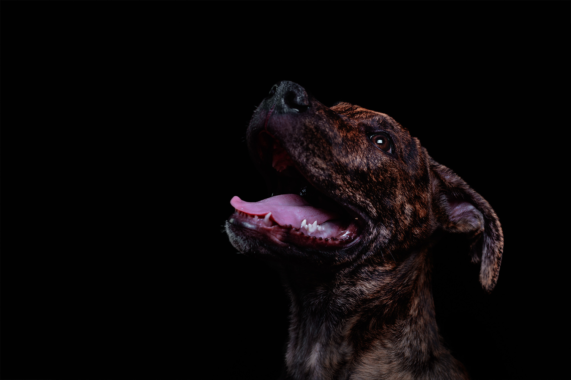 how-to-photograph-dogs-in-the-studio-1