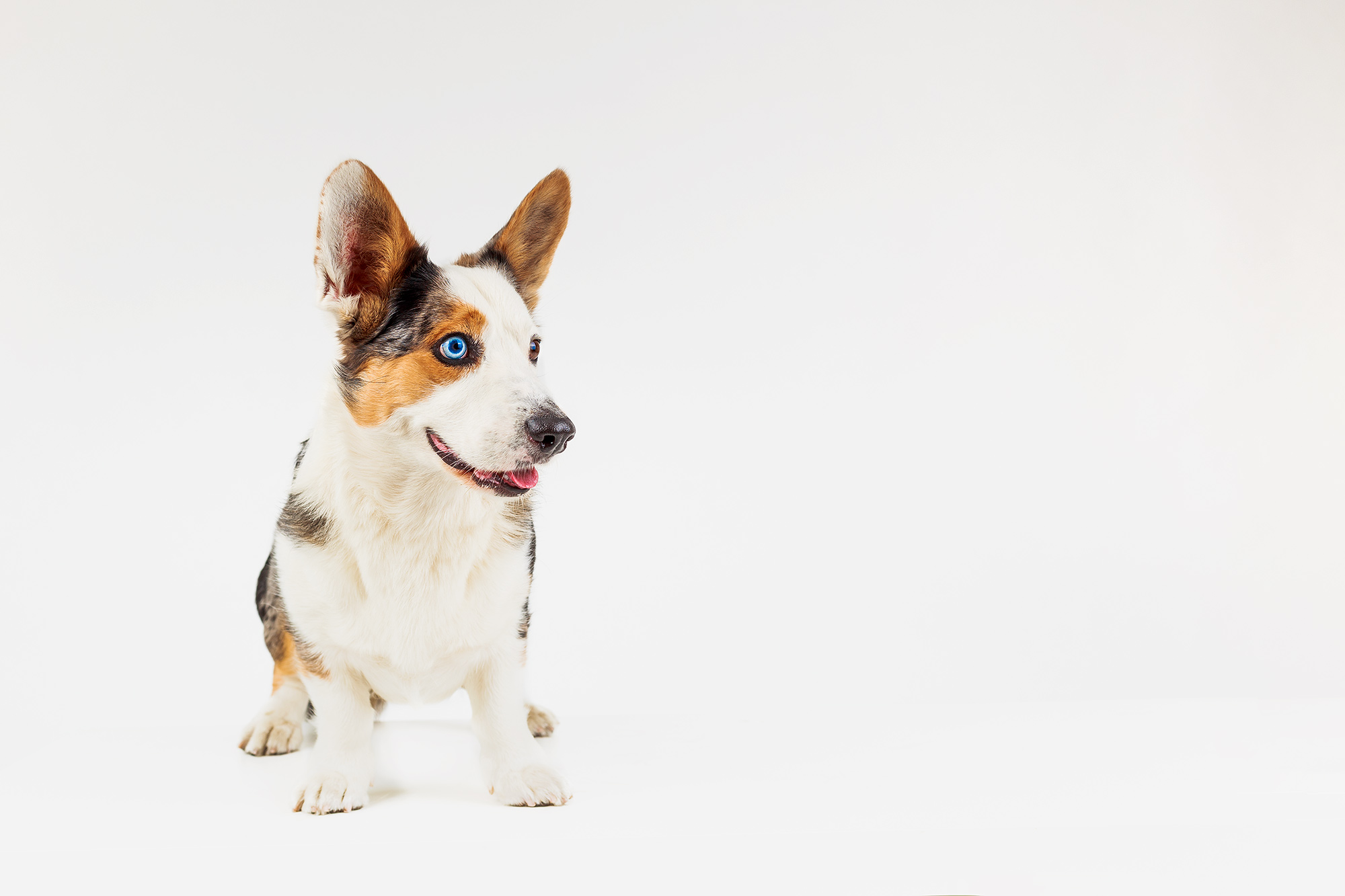 how-to-photograph-dogs