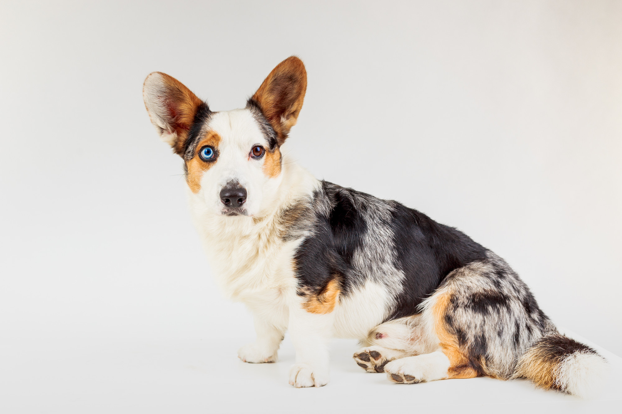 this-is-how-a-cardigan-welsh-corgi-looks