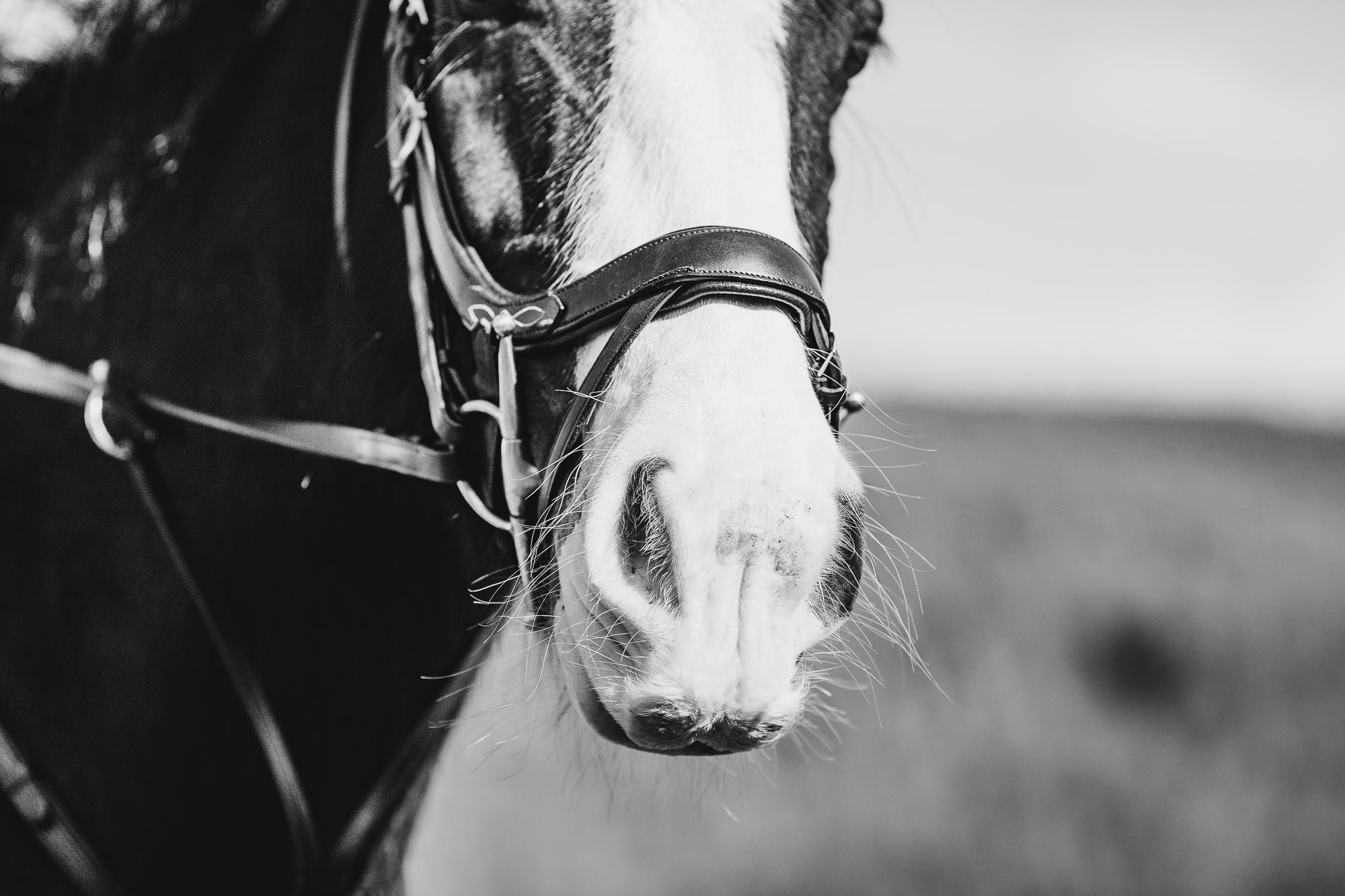 epic-horse-photography-equine-scotland007