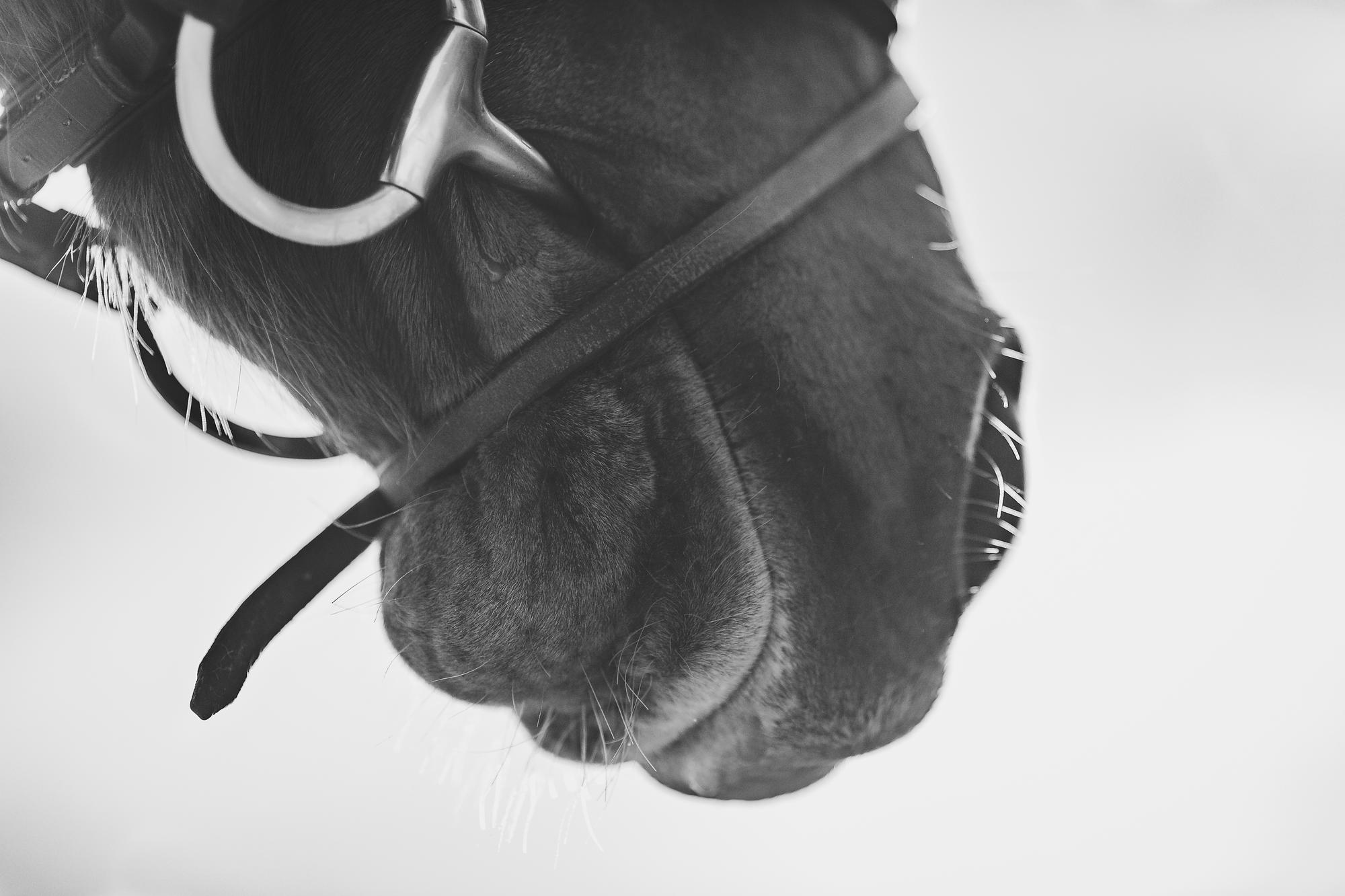 epic-horse-photography-equine-scotland023