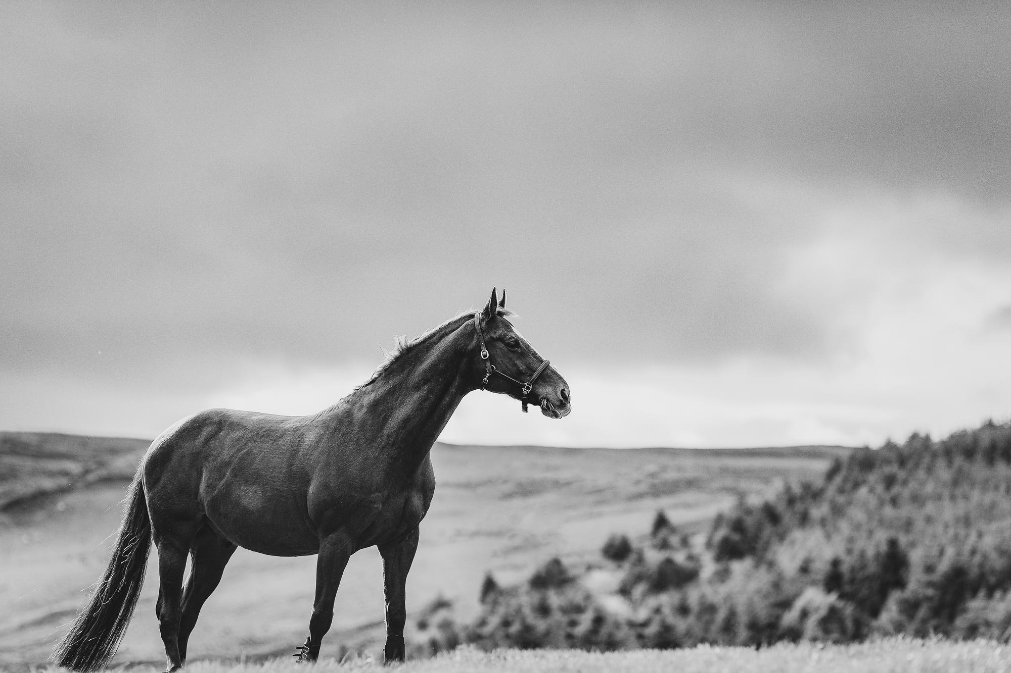 epic-horse-photography-equine-scotland037