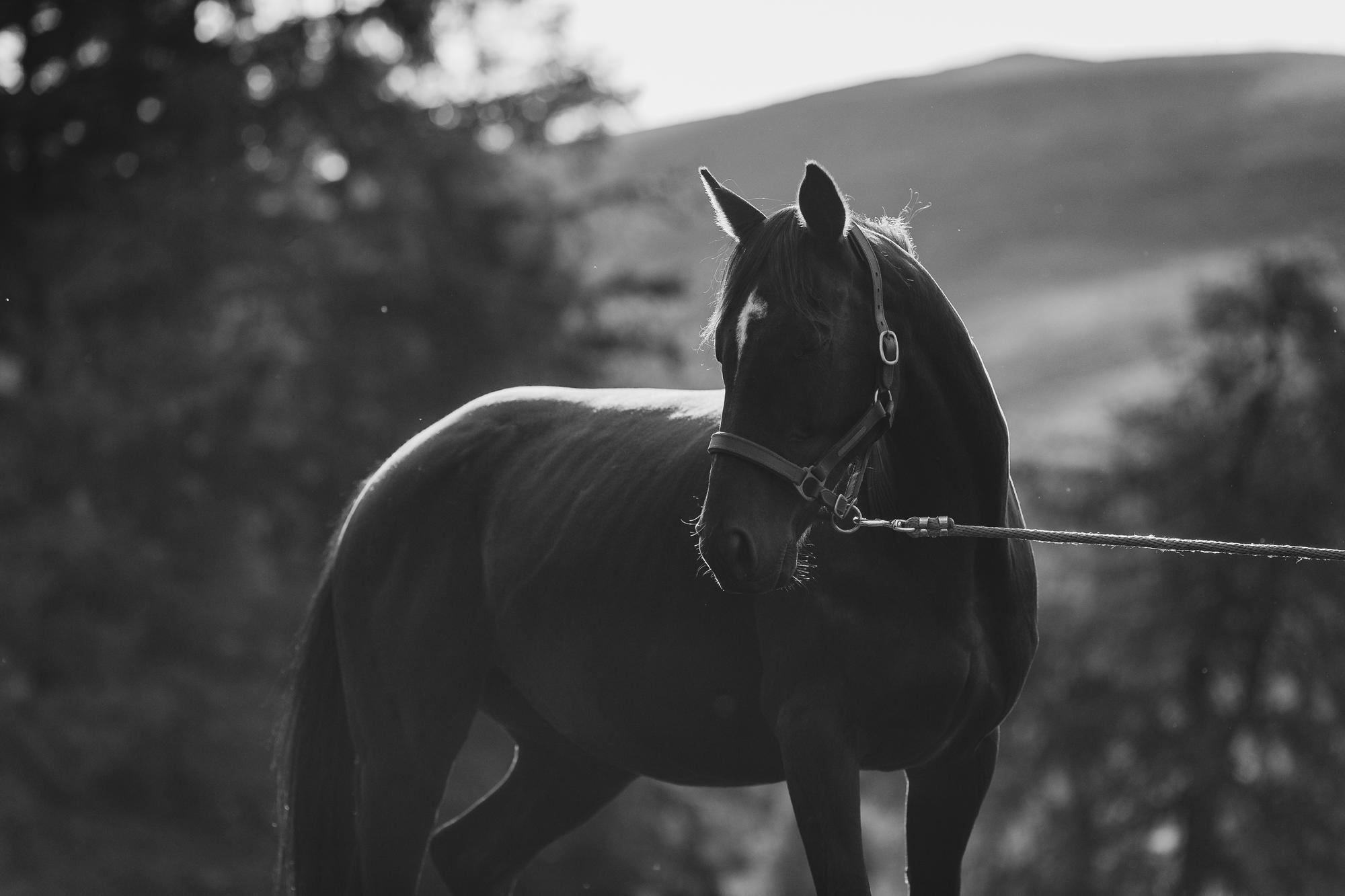 epic-horse-photography-equine-scotland042