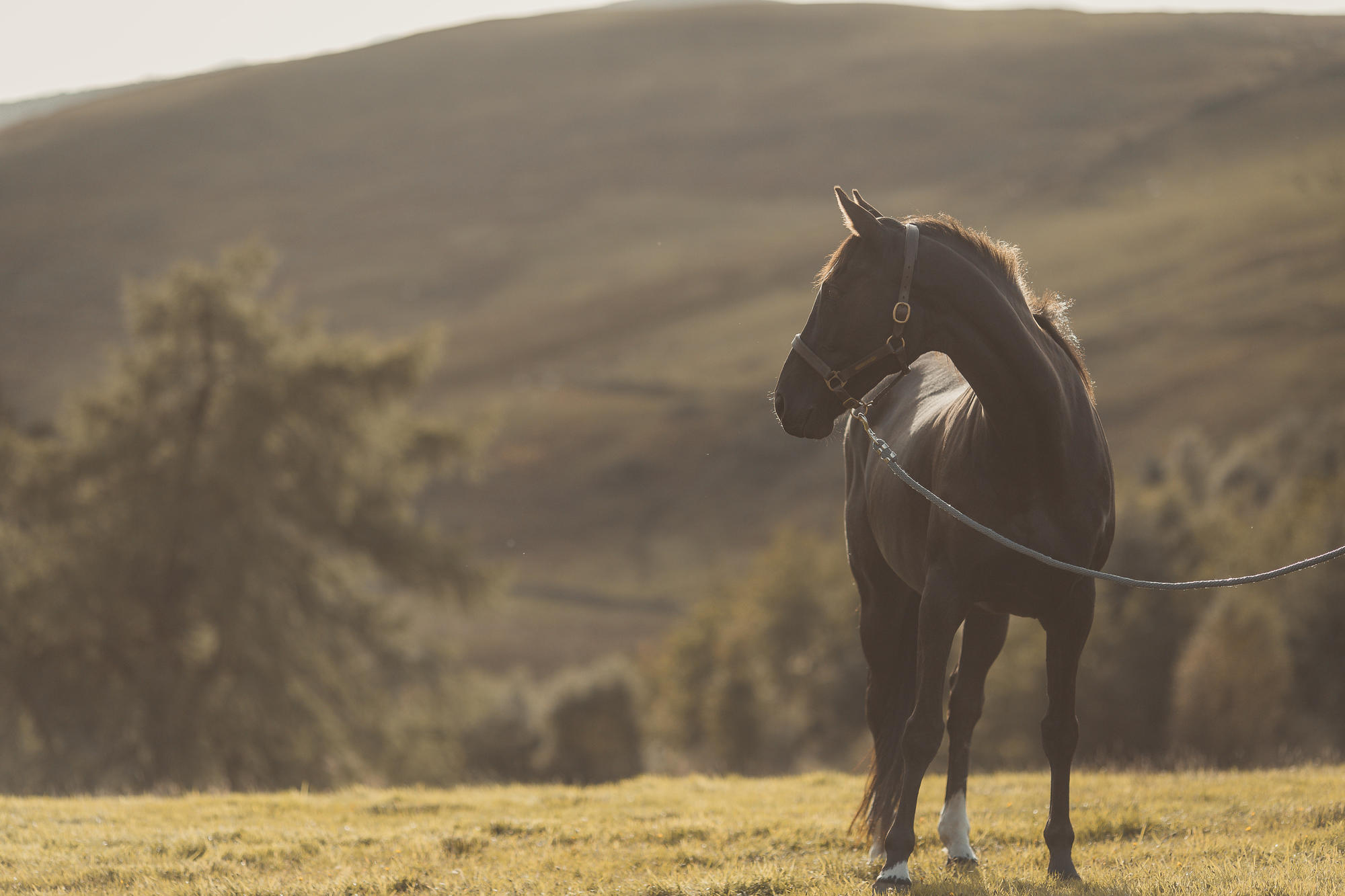 epic-horse-photography-equine-scotland043