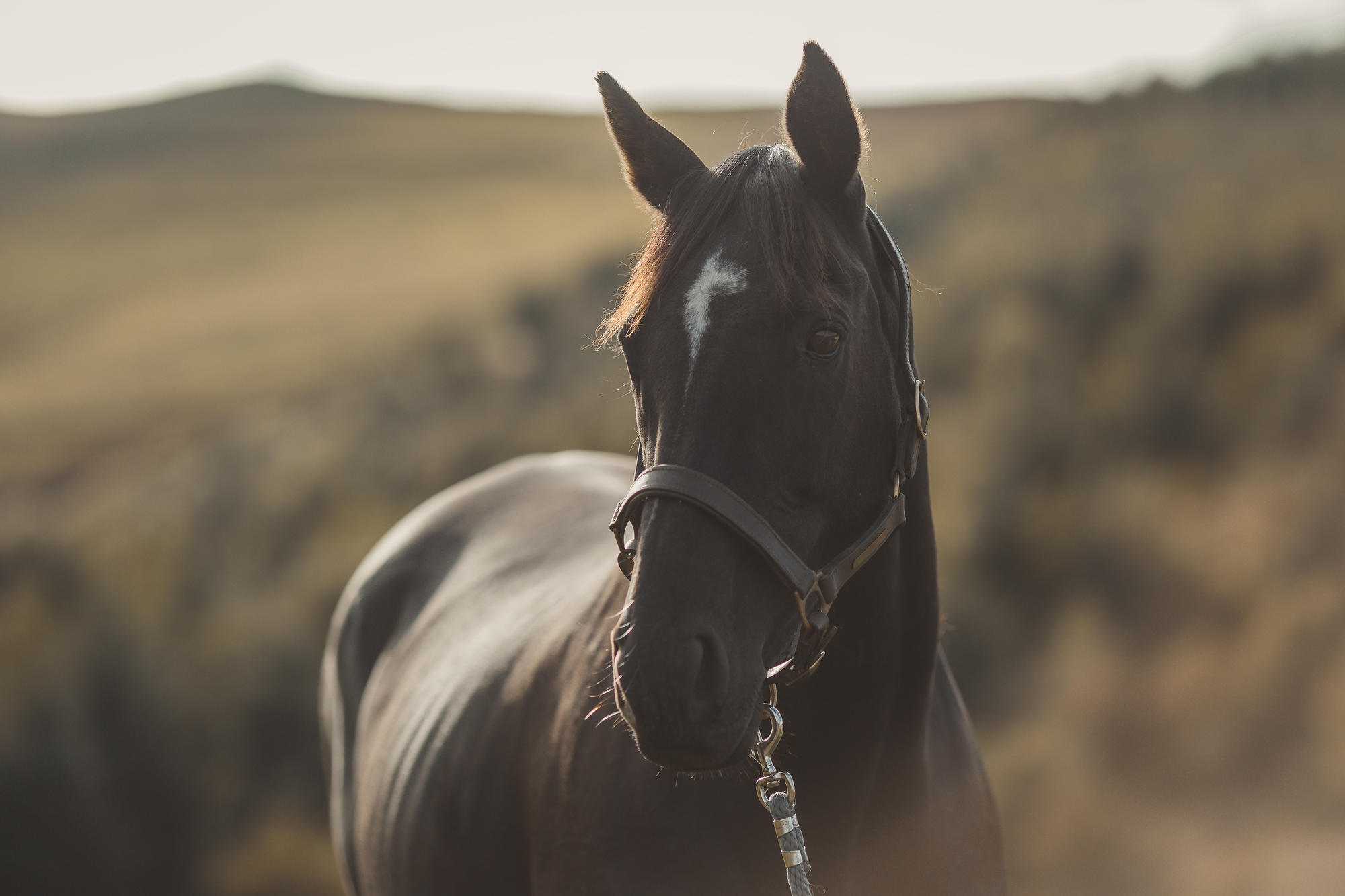 epic-horse-photography-equine-scotland044
