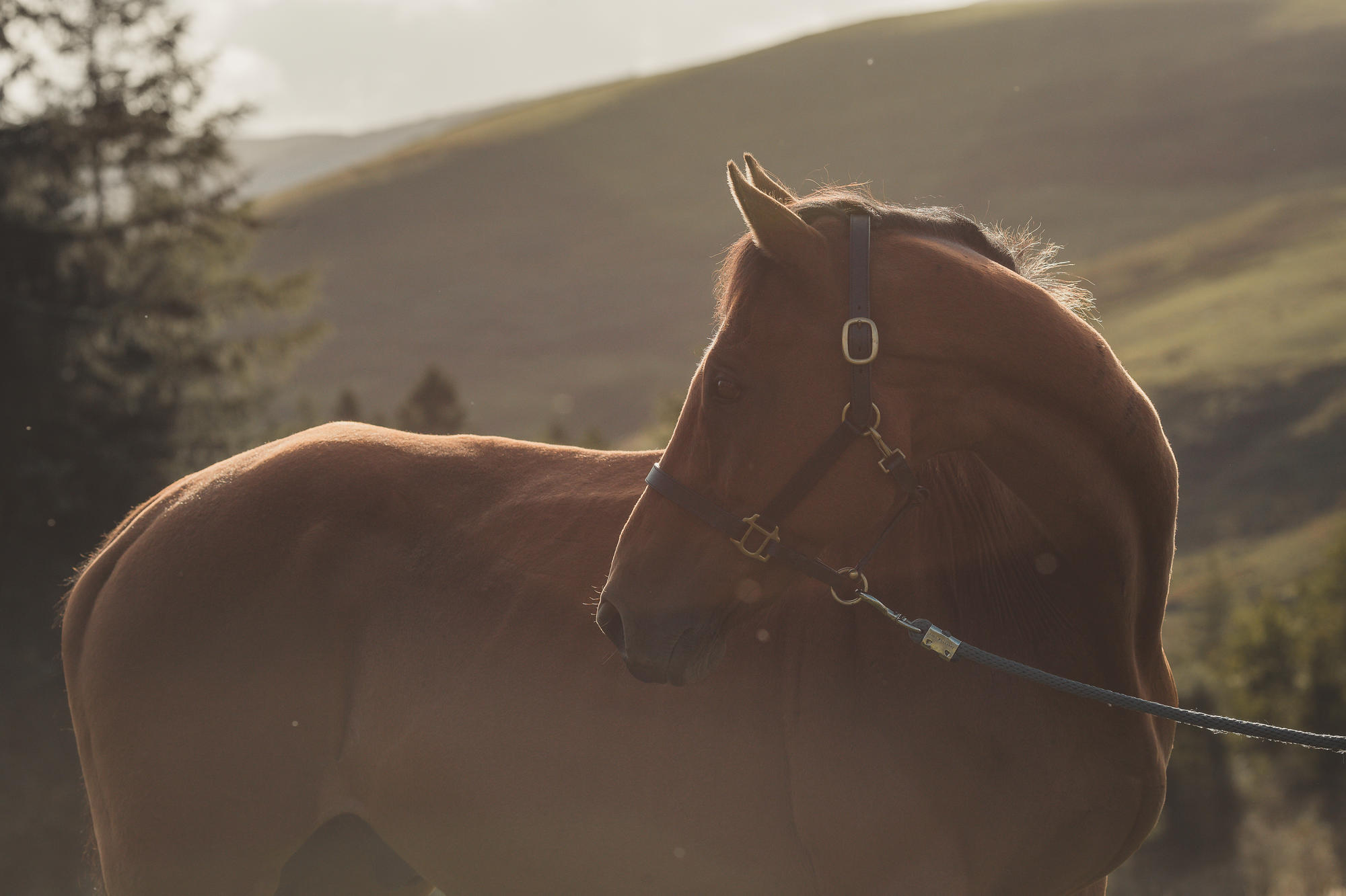 epic-horse-photography-equine-scotland046