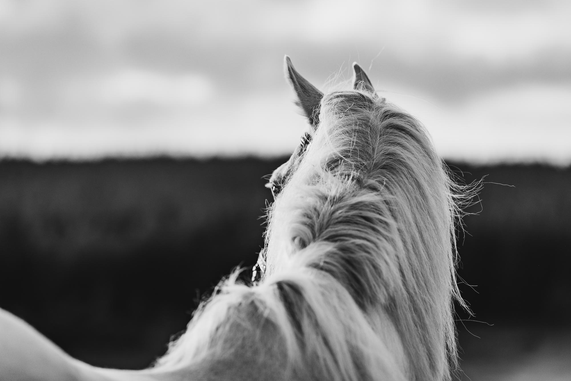 epic-horse-photography-equine-scotland051