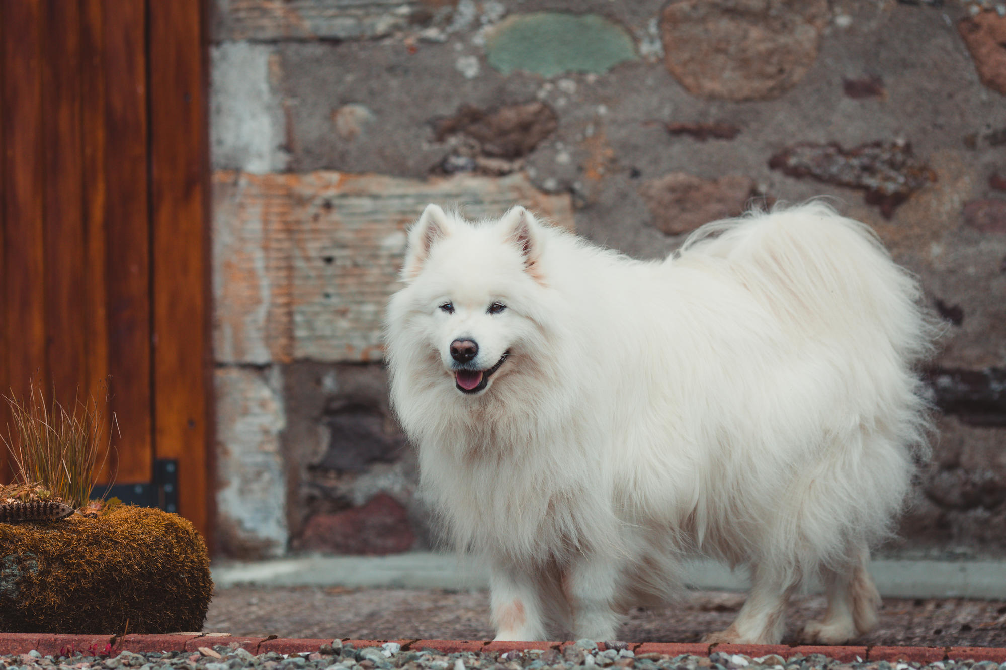 samoyeds-are-the-best-dogs