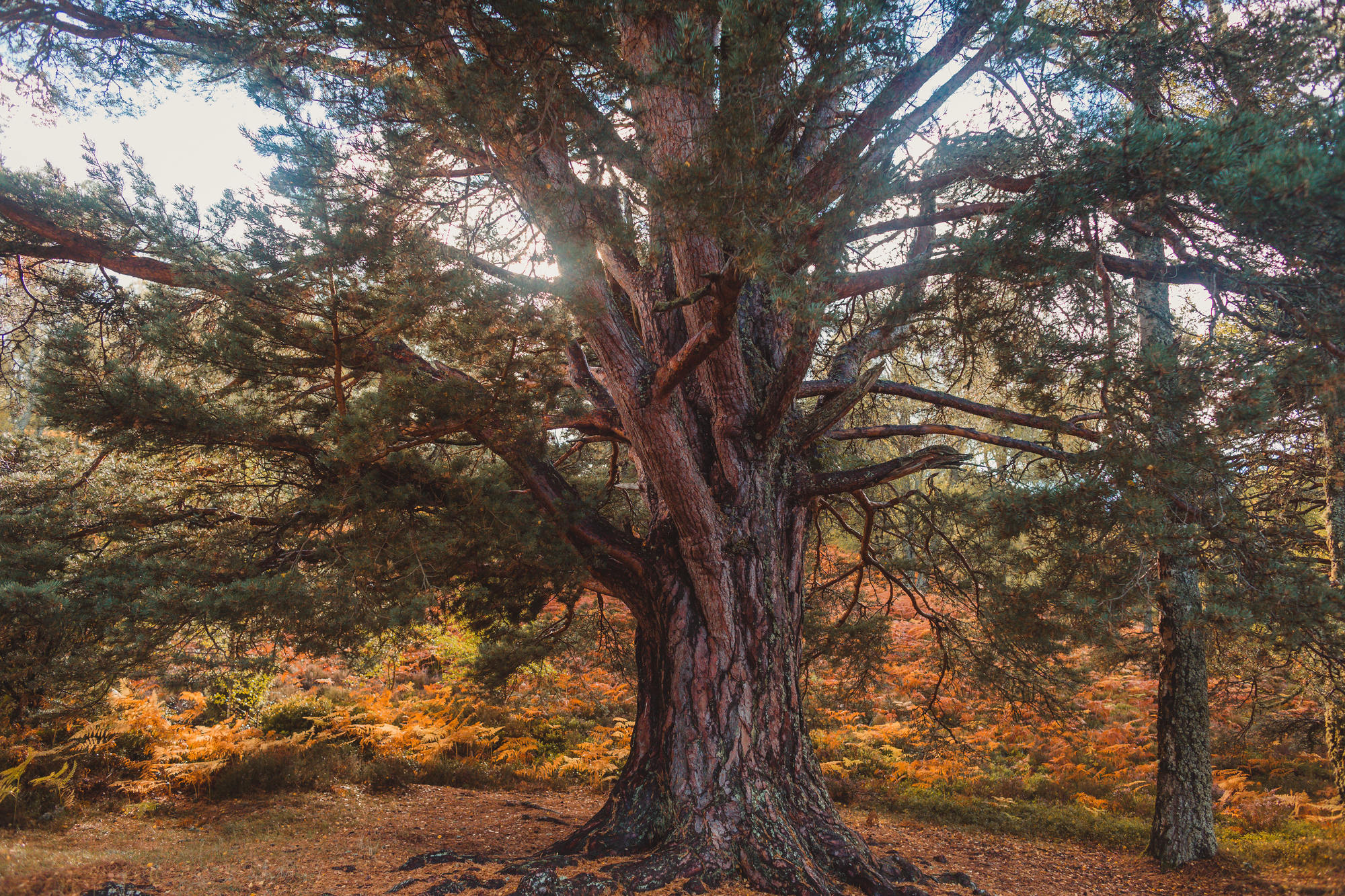 landscape-photography-cairngorms-national-park-autumn-26