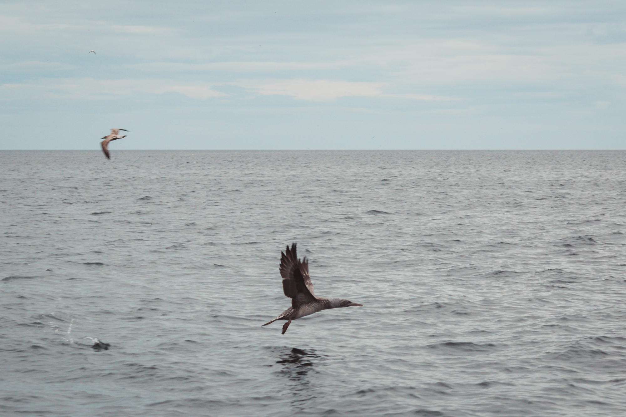 moray-firth-dolphins-phoenix-boats-07
