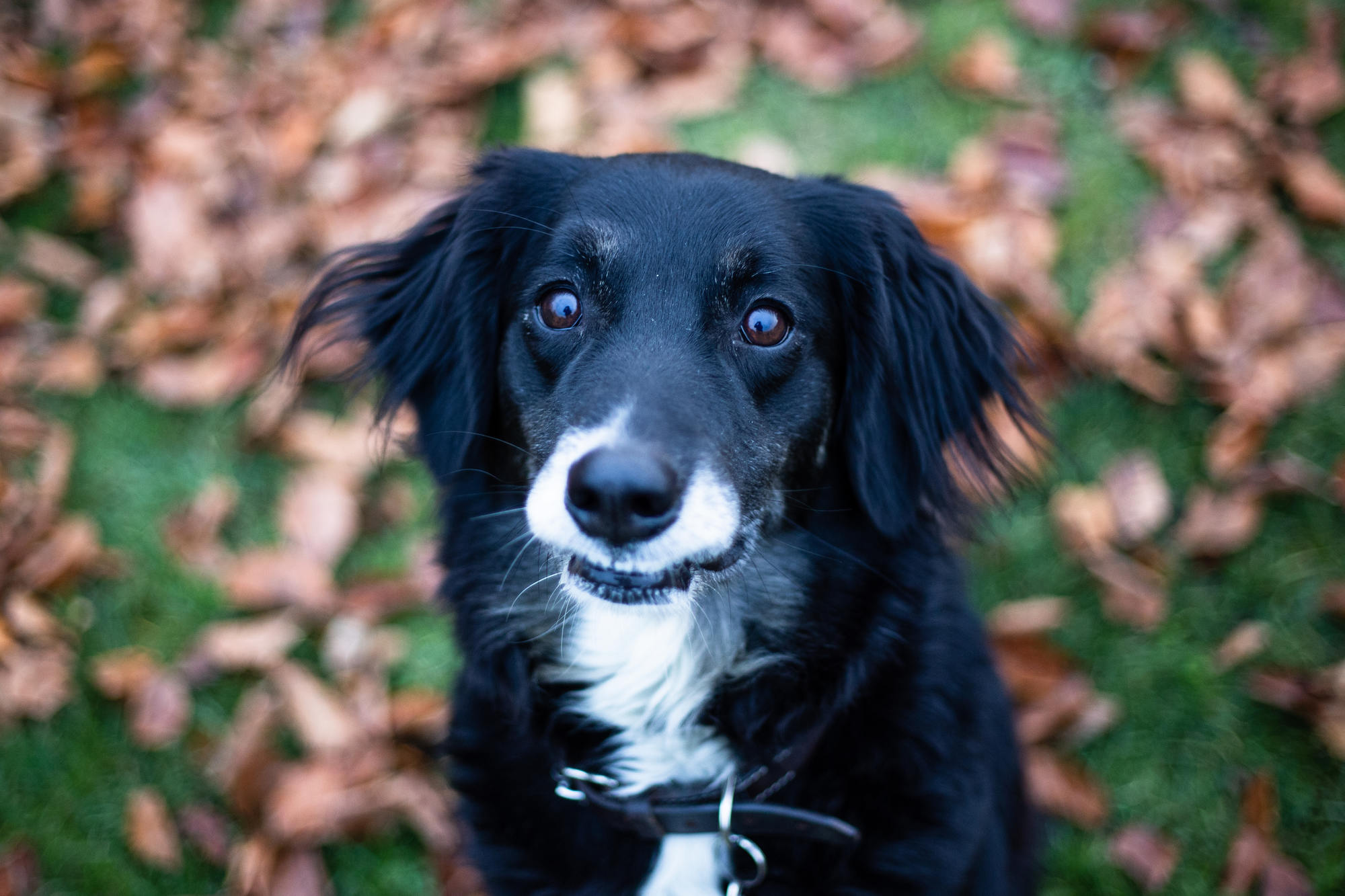 dyrevaernet-dogs-for-adoption-copenhagen-3