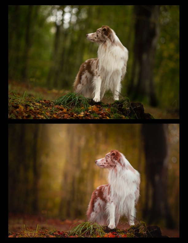 before-and-after-artistic-dog-photography-2