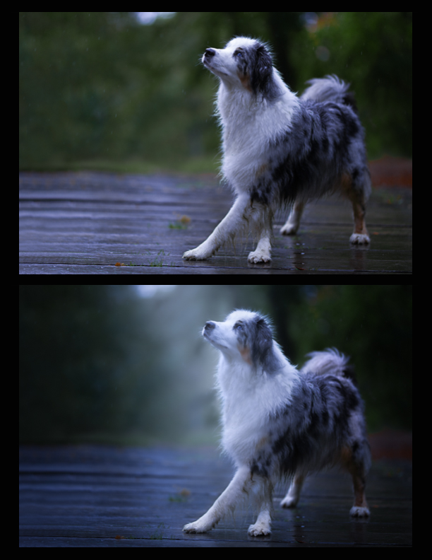 before-and-after-artistic-dog-photography-4