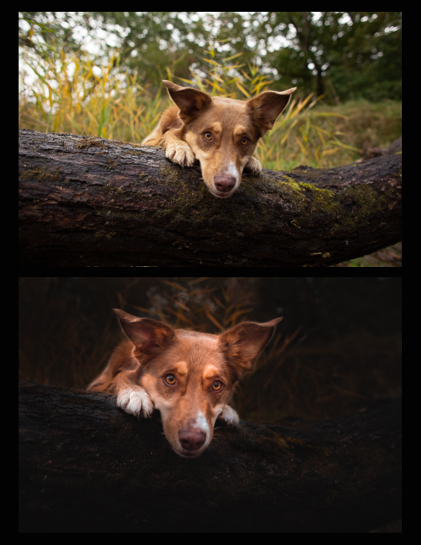 before-and-after-artistic-dog-photography-6