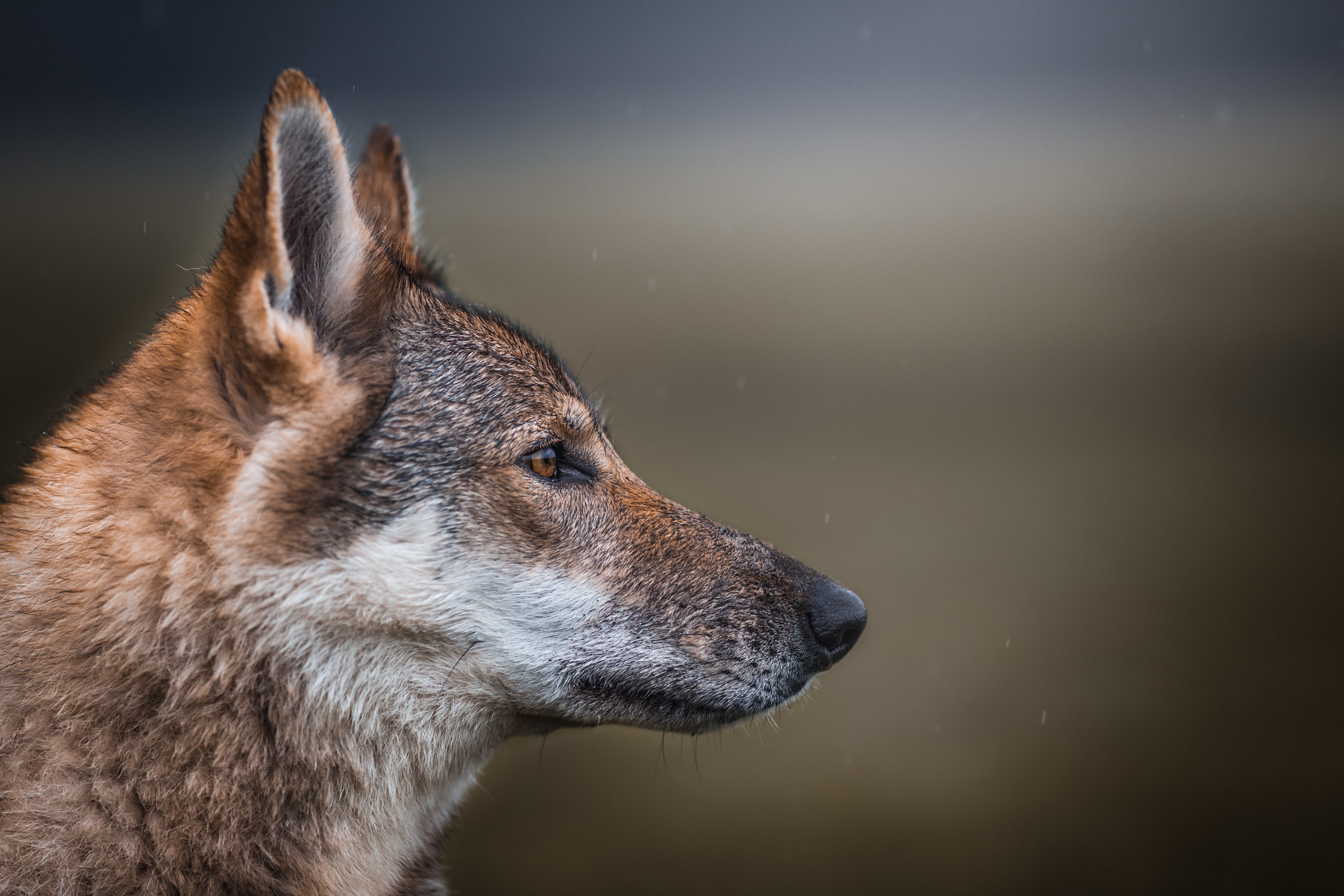 wolf-dog-photoshoot-copenhagen