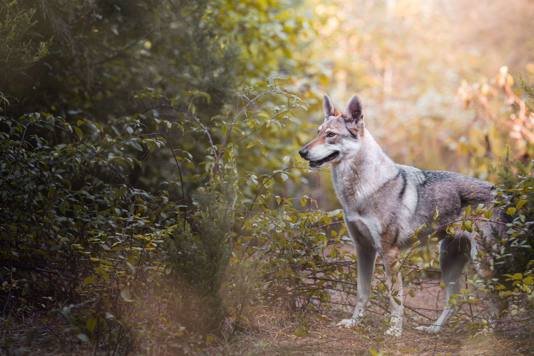 czechoslovakian-wolfdog-tenerife-the-northdogs-14
