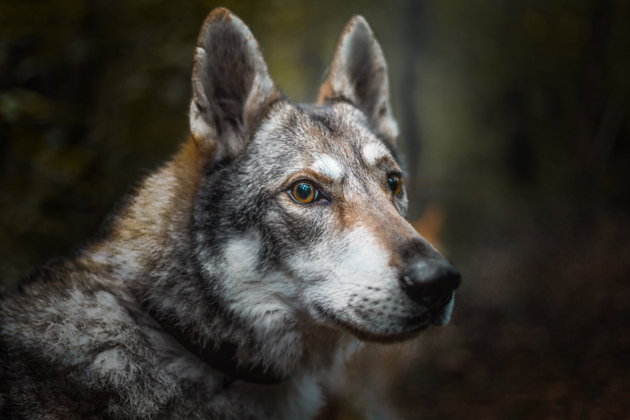 czechoslovakian-wolfdog-the-northdogs-03