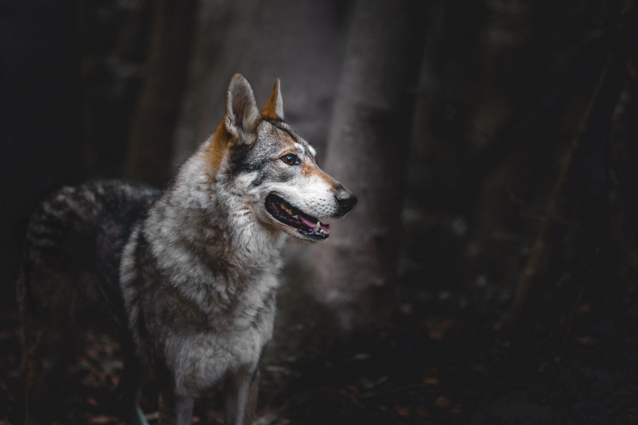 dog-photography-czechoslovakian-wolfdog-the-northdogs-02
