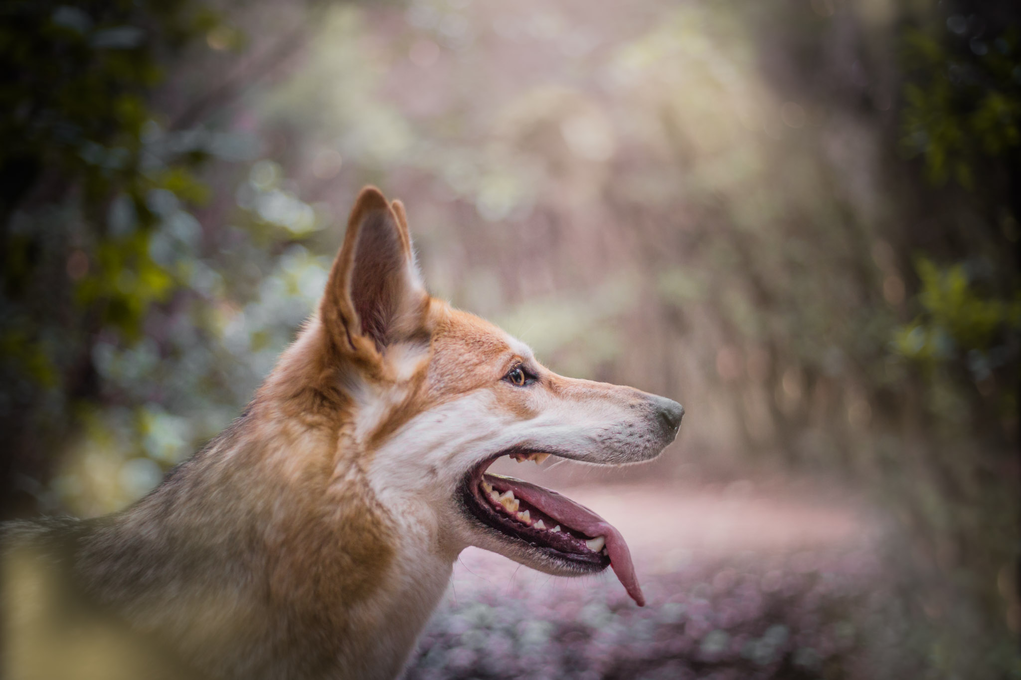 dog-photography-tenerife-the-northdogs-04