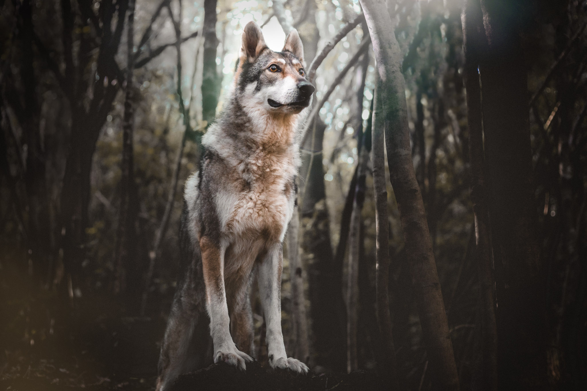 gegenwind-photography-copenhagen-wolfdog-the-northdogs-06-2