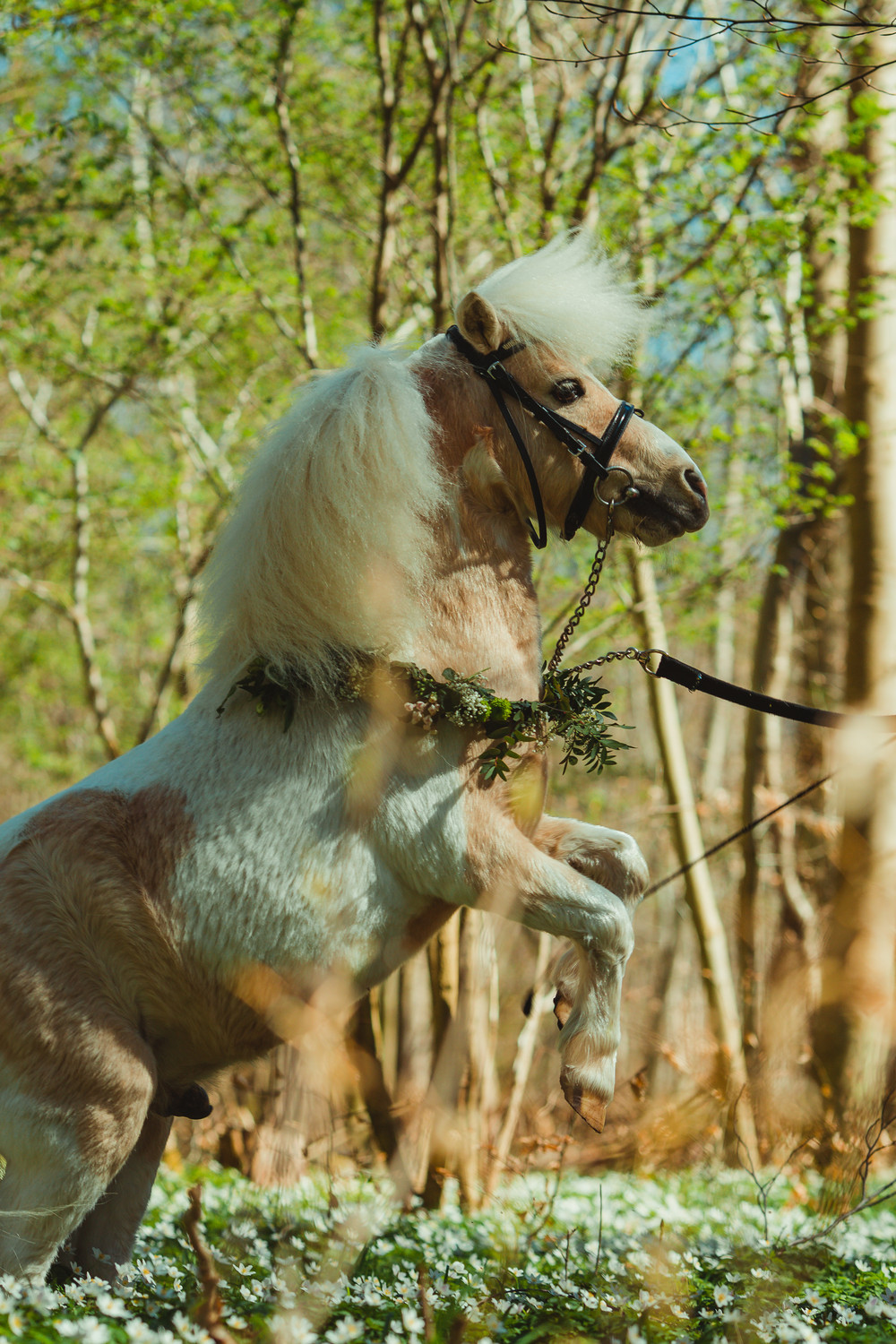 cute-pony-photography-Line-Lykke-Madsen04