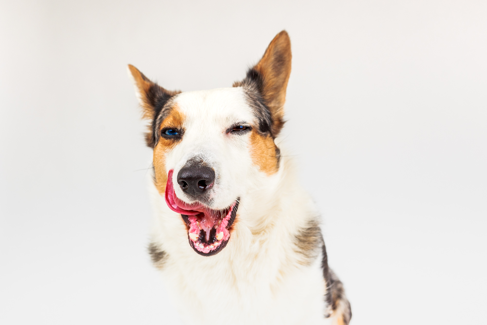 dog-tongue-cute
