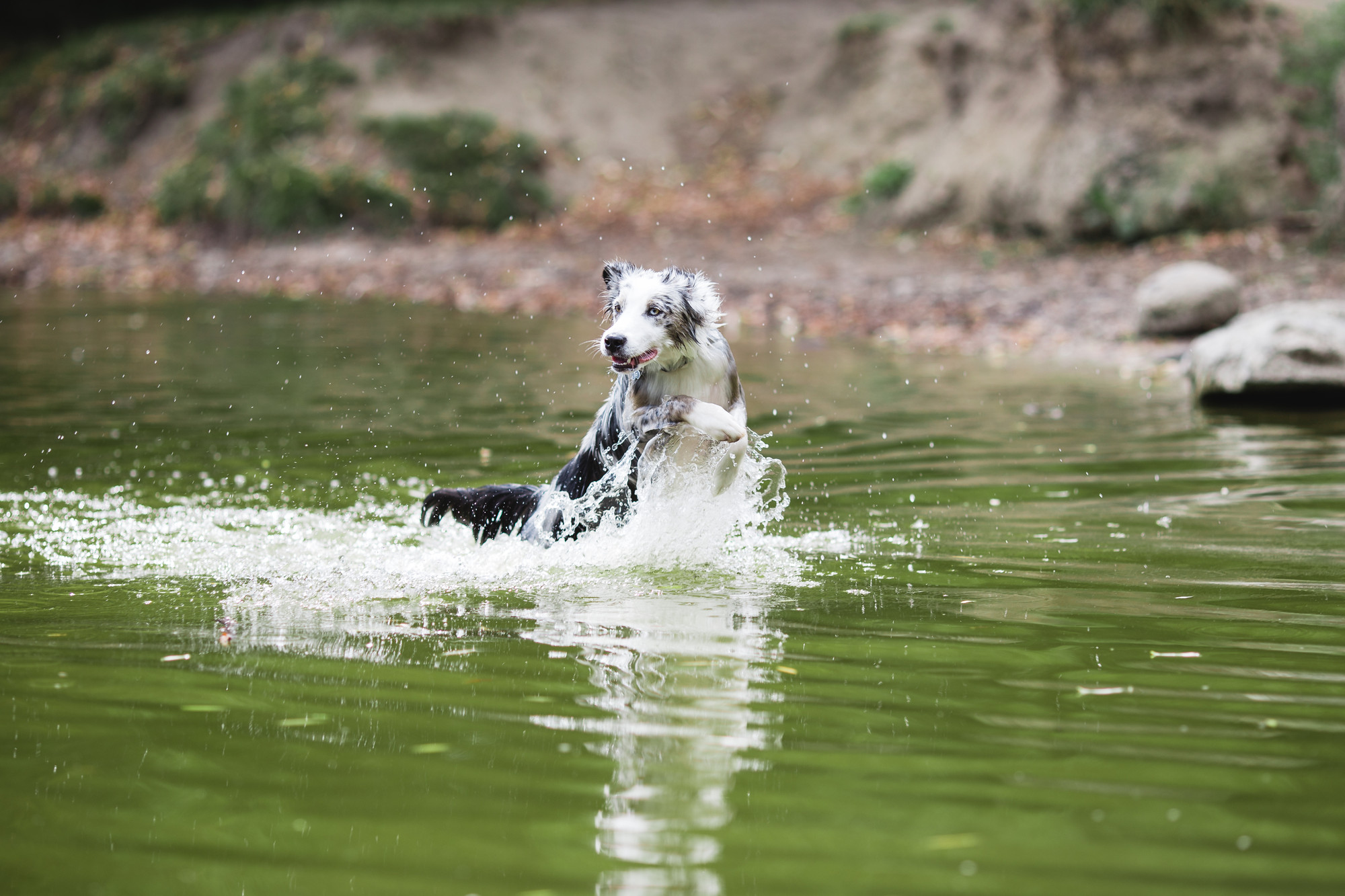 cuter-dog-in-lake
