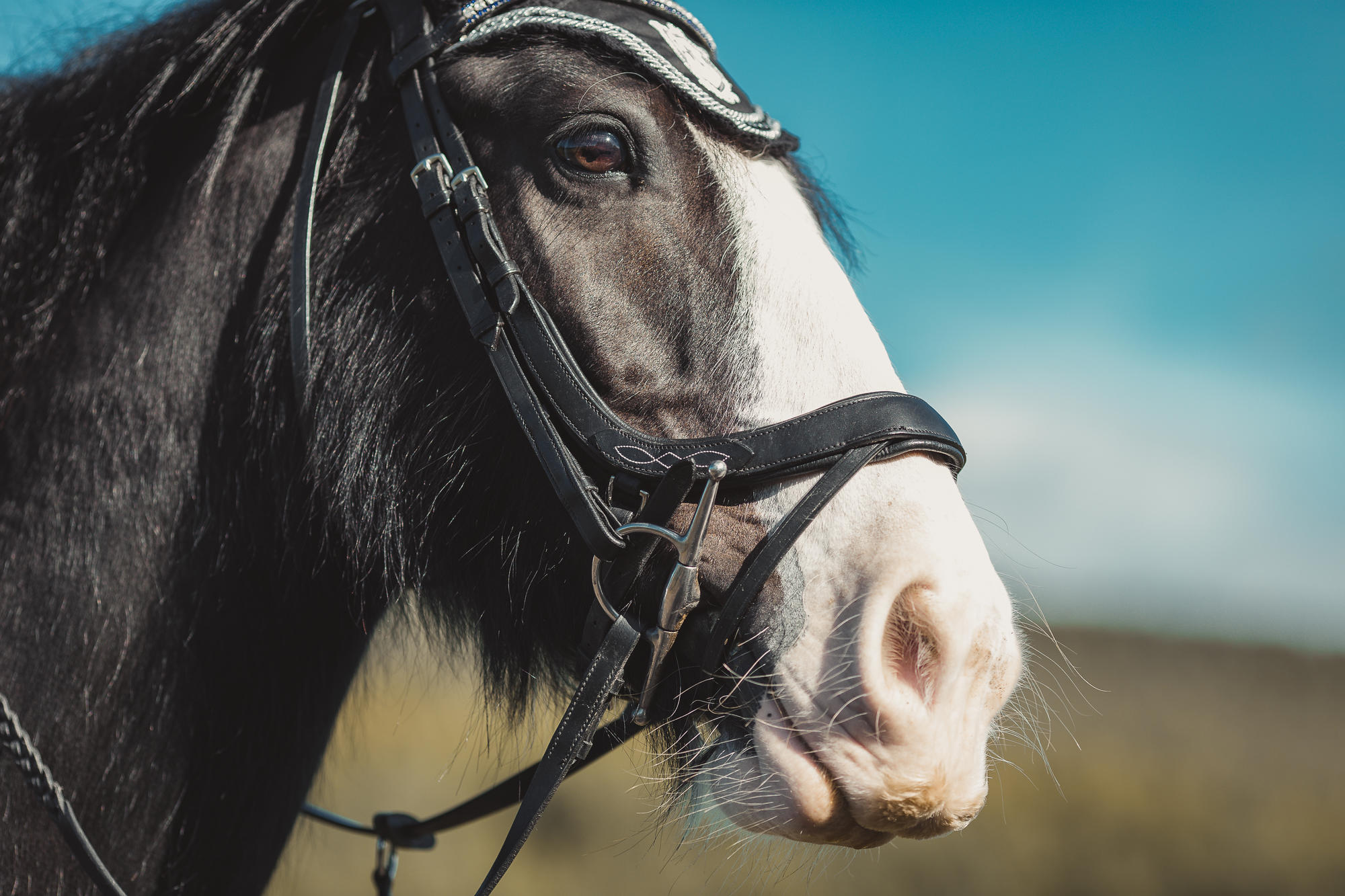 epic-horse-photography-equine-scotland008