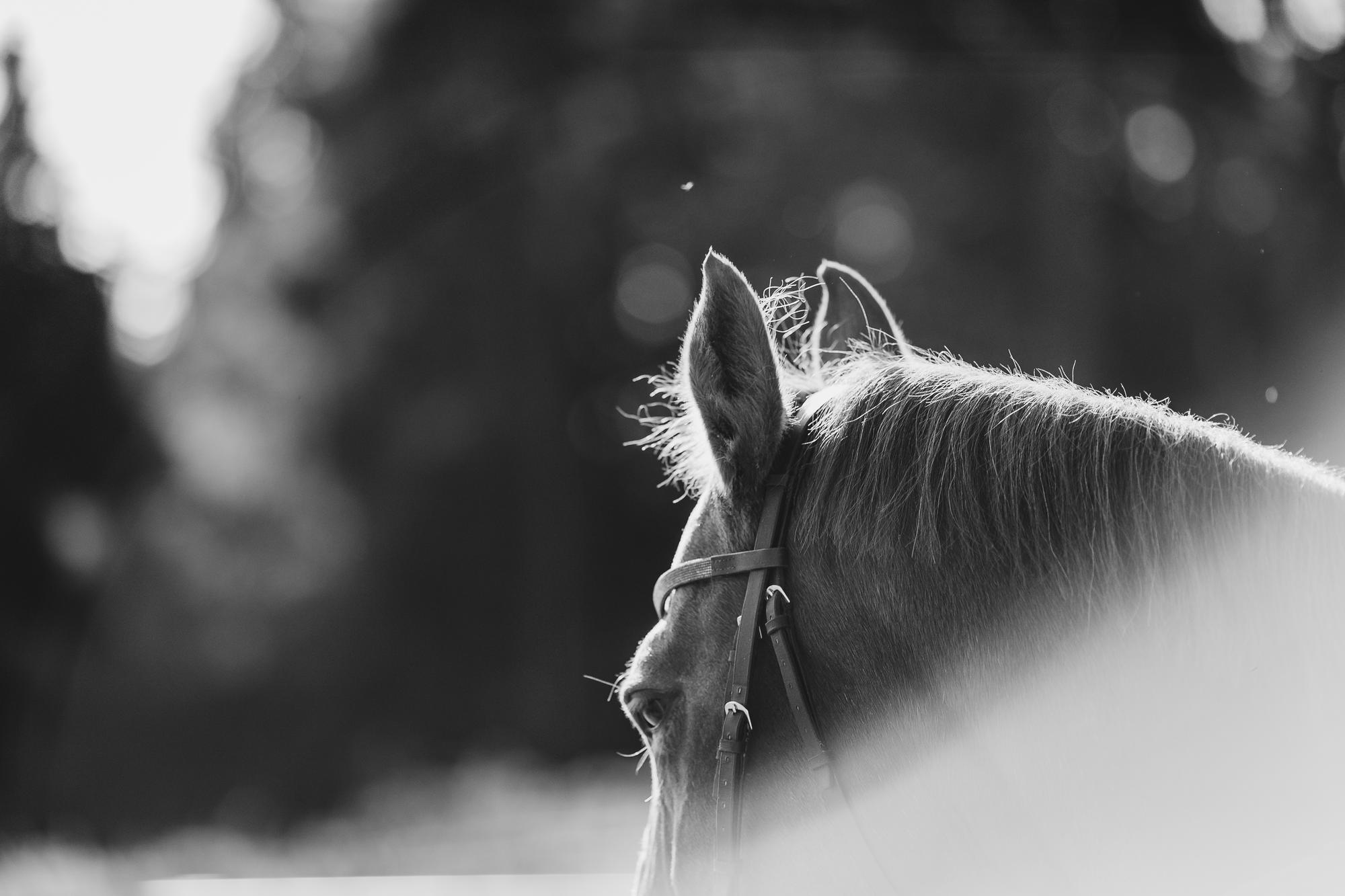 epic-horse-photography-equine-scotland016