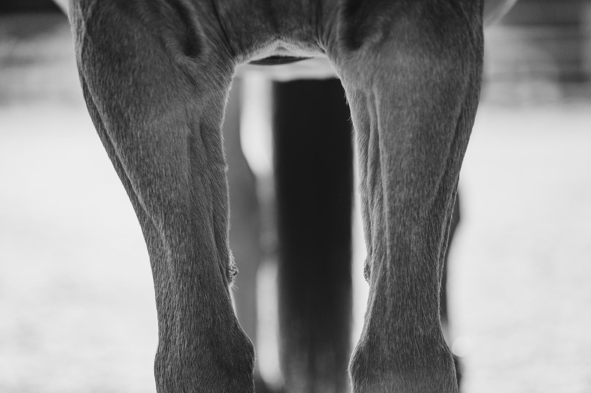 epic-horse-photography-equine-scotland028