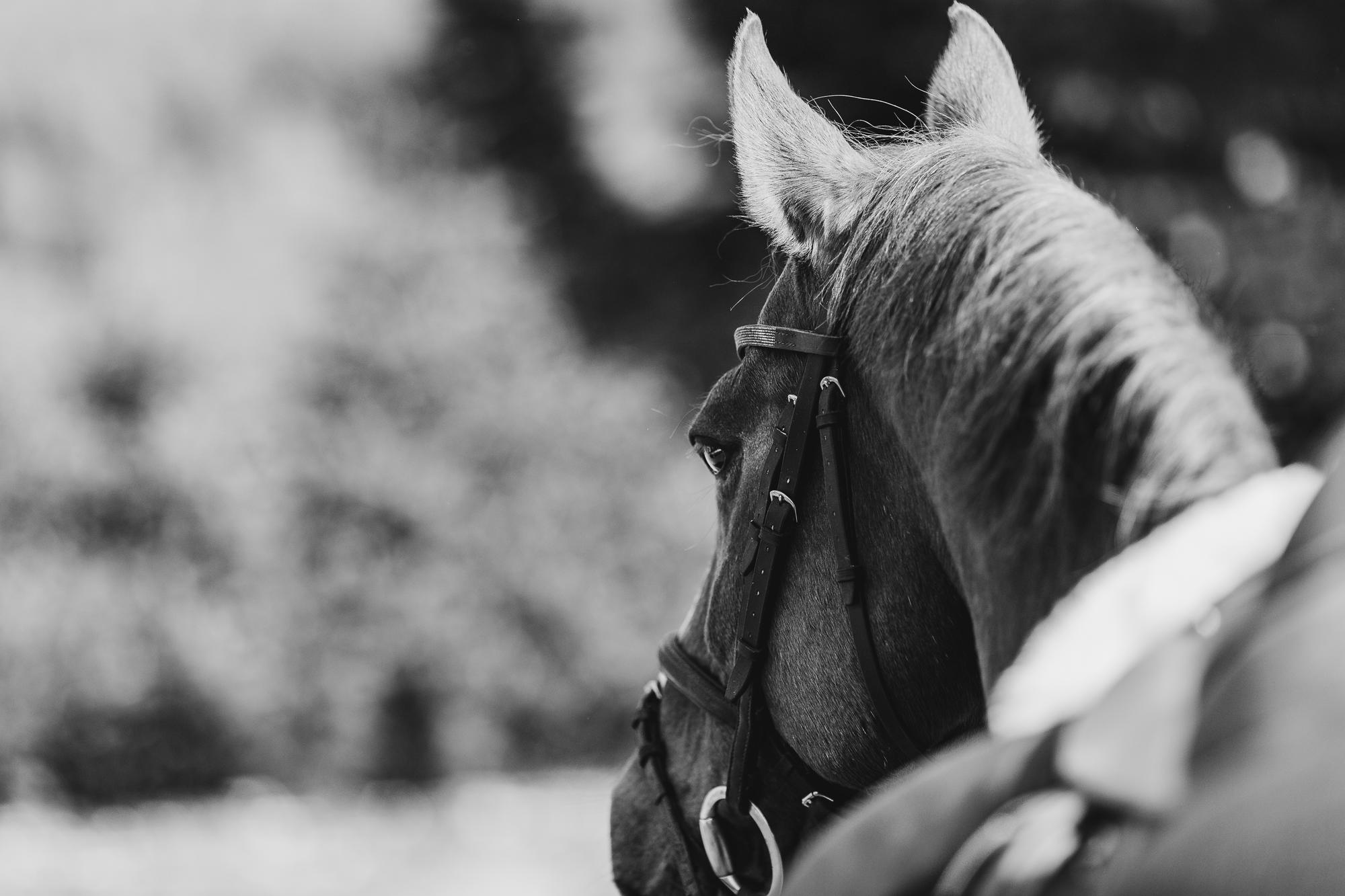 epic-horse-photography-equine-scotland030