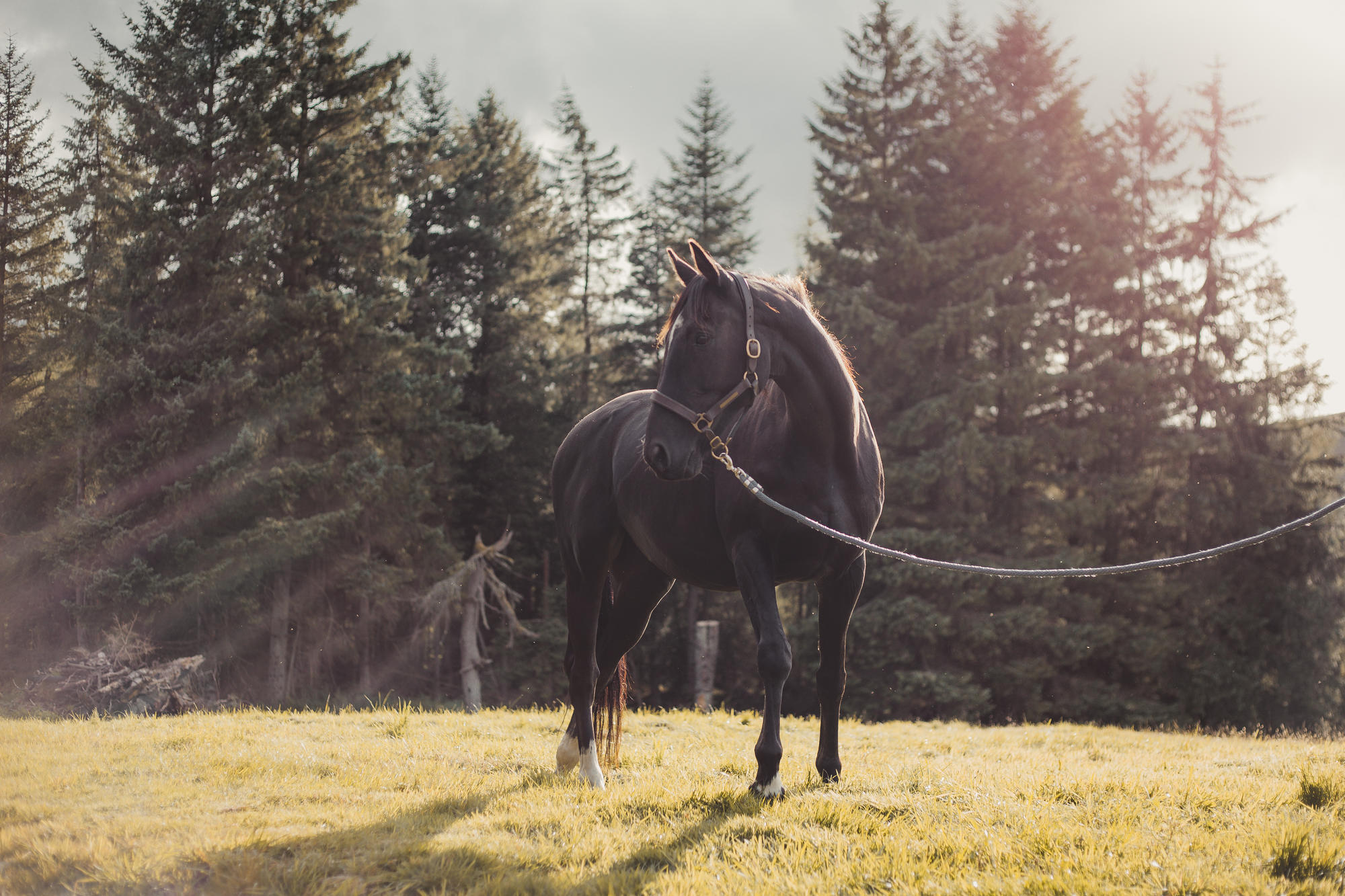epic-horse-photography-equine-scotland041
