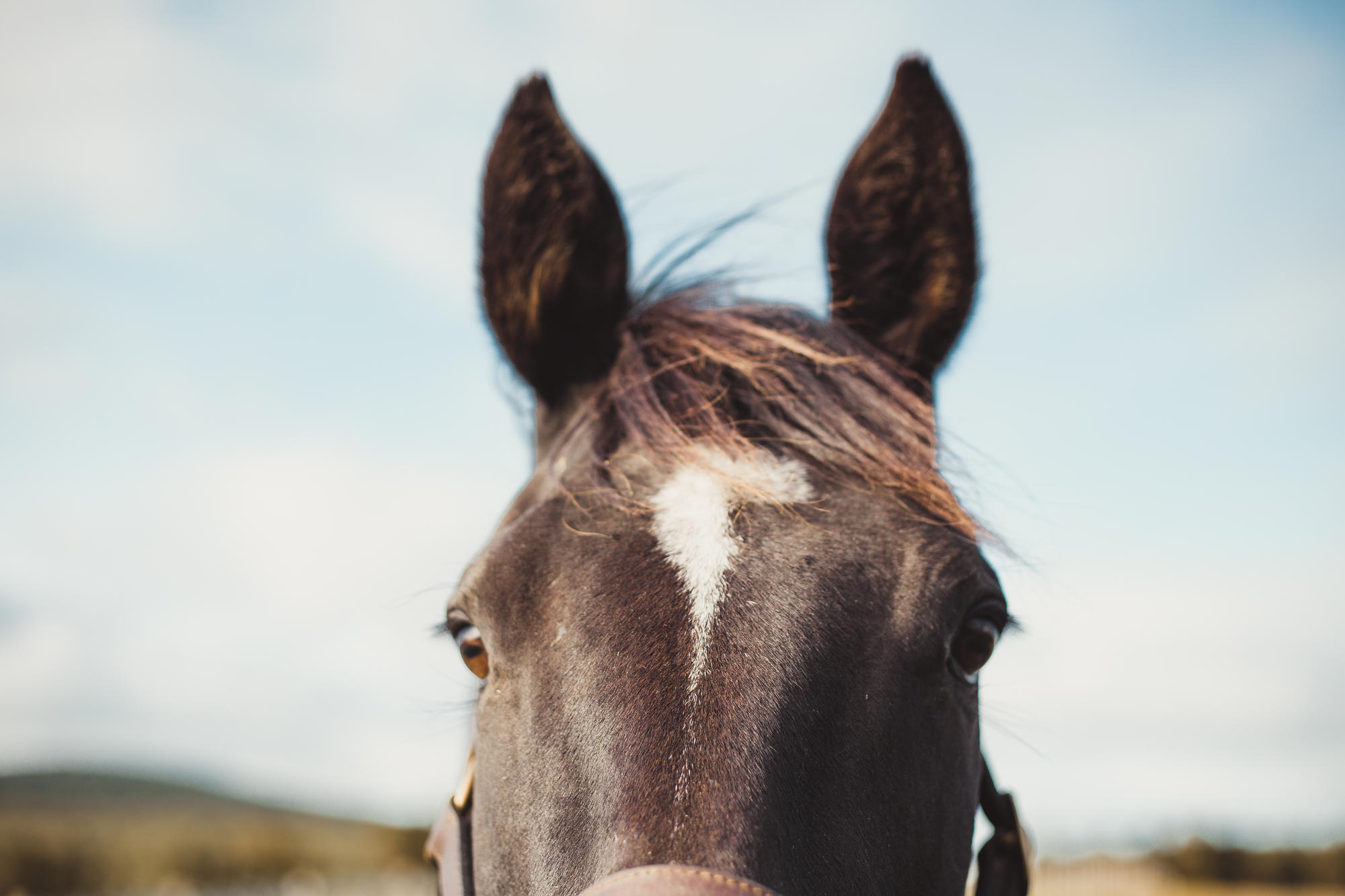 epic-horse-photography-equine-scotland045