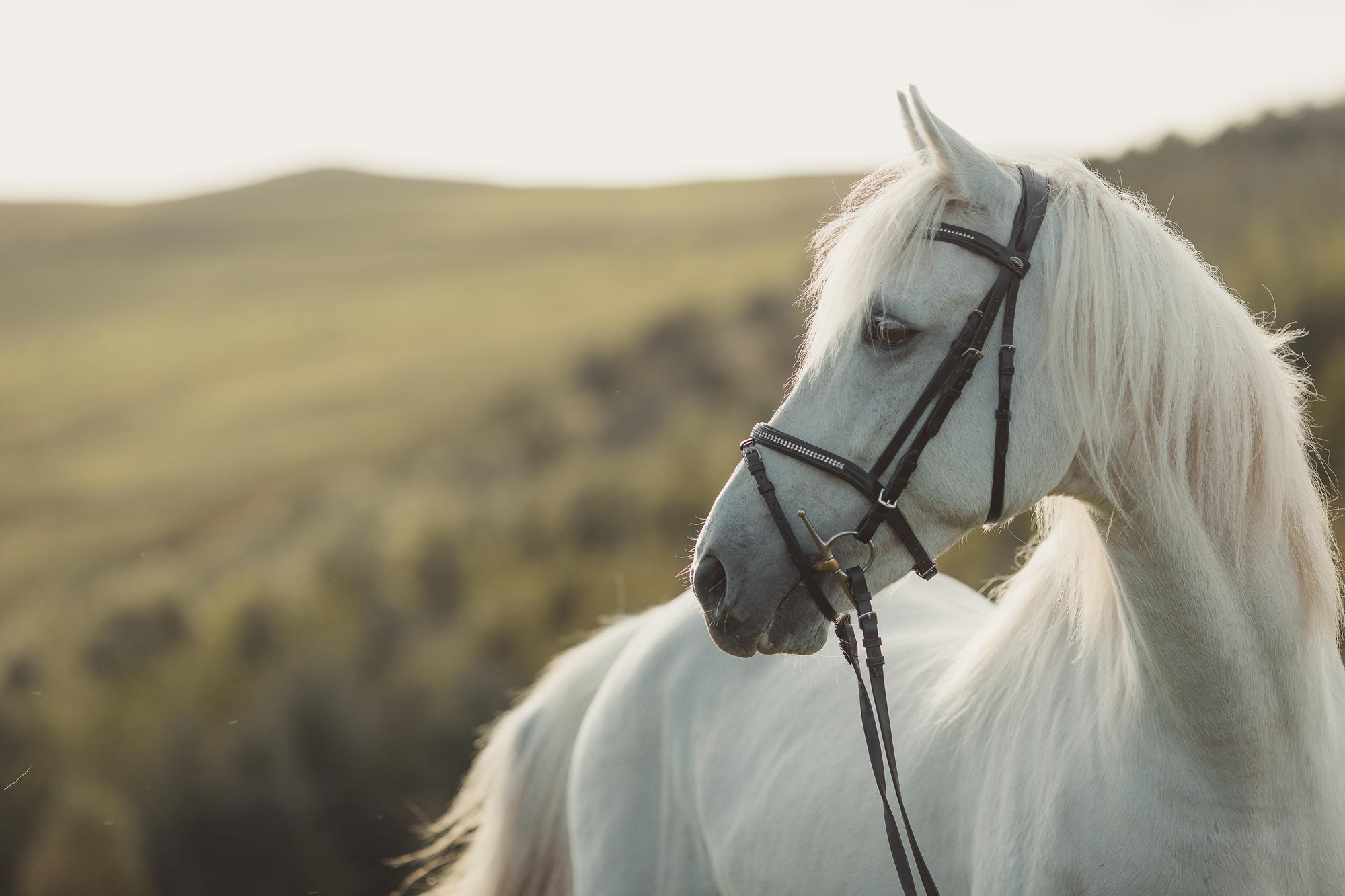 epic-horse-photography-equine-scotland052