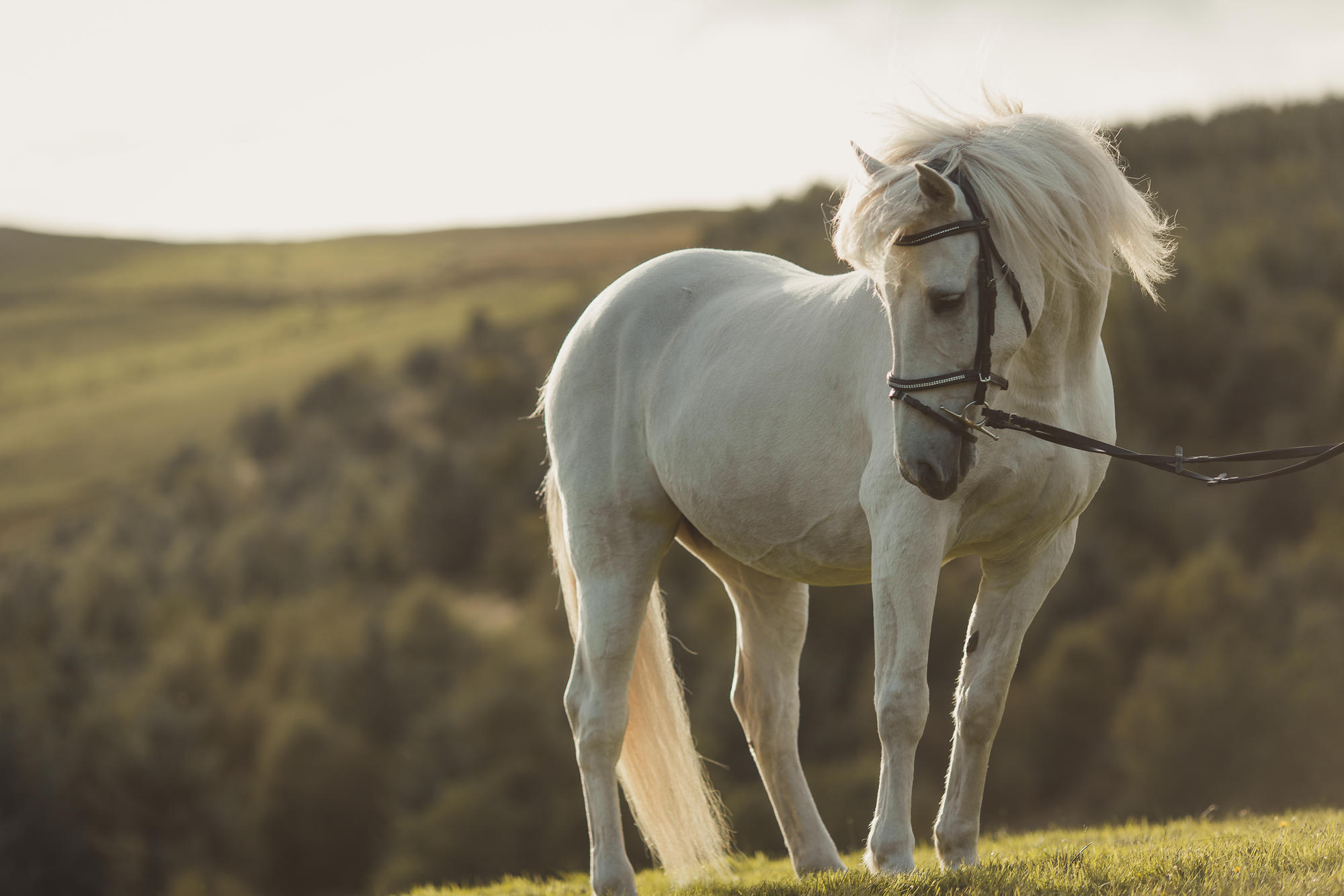 epic-horse-photography-equine-scotland053