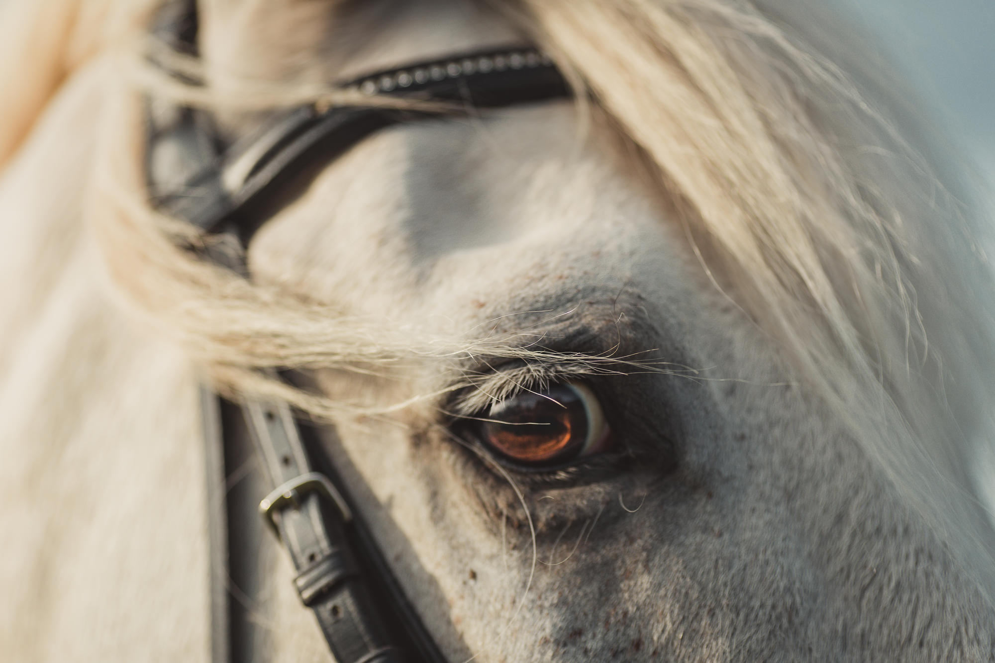 epic-horse-photography-equine-scotland054