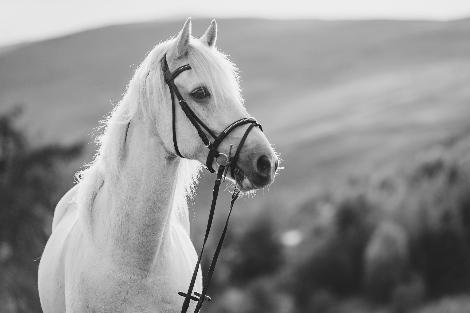 epic-horse-photography-equine-scotland055