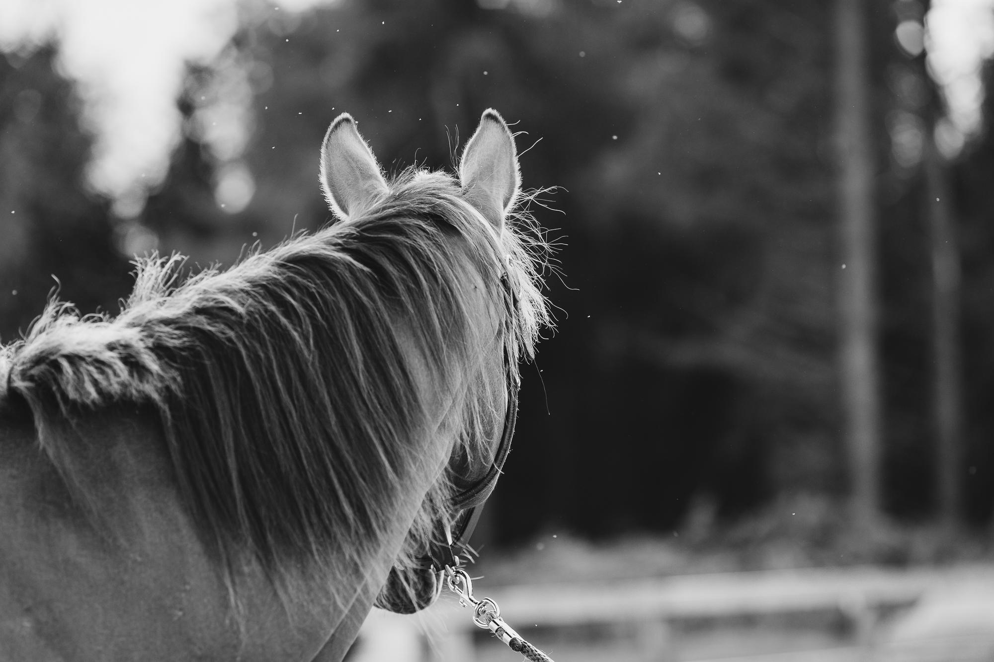 epic-horse-photography-equine-scotland061