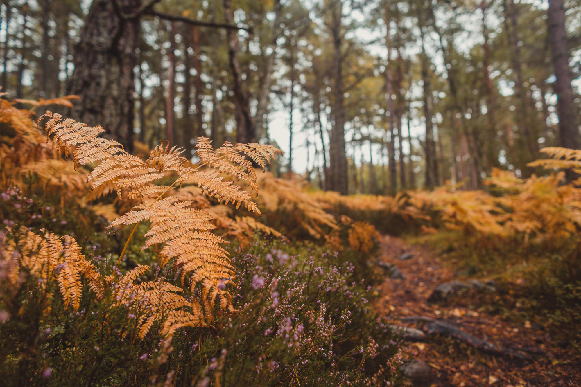 landscape-photography-cairngorms-national-park-autumn-14
