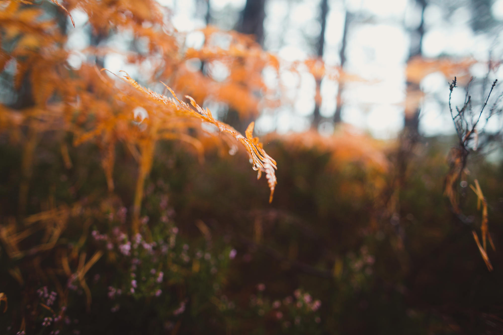 landscape-photography-cairngorms-national-park-autumn-20