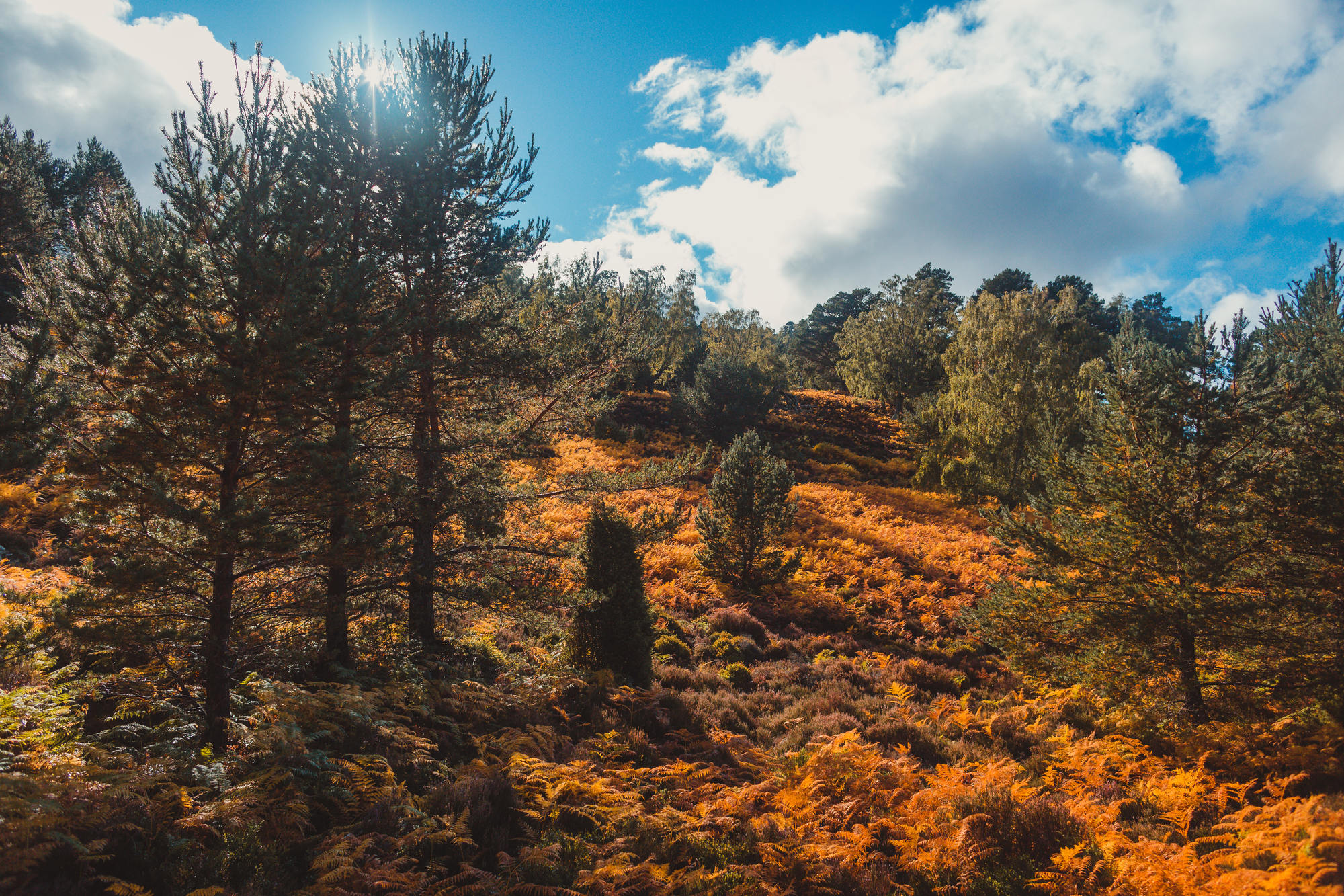 landscape-photography-cairngorms-national-park-autumn-25