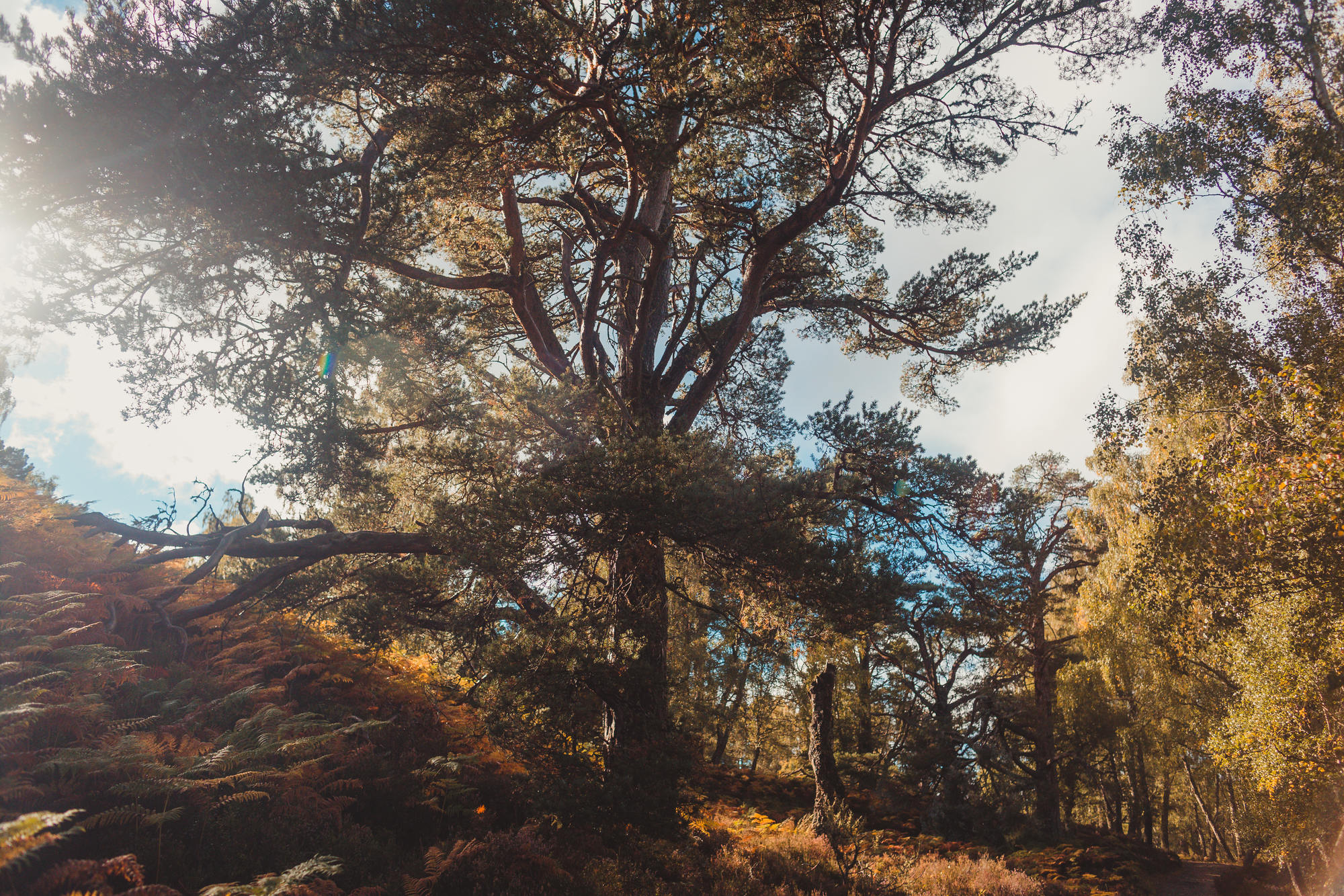 landscape-photography-cairngorms-national-park-autumn-27