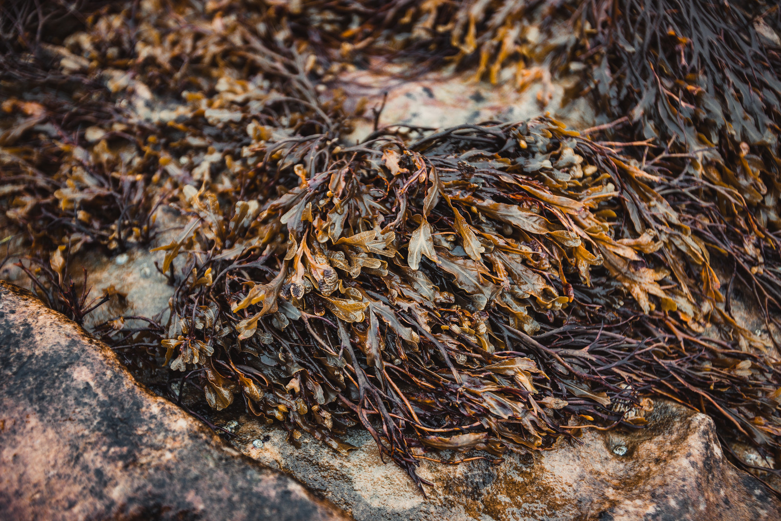 scotland-beach-kelp