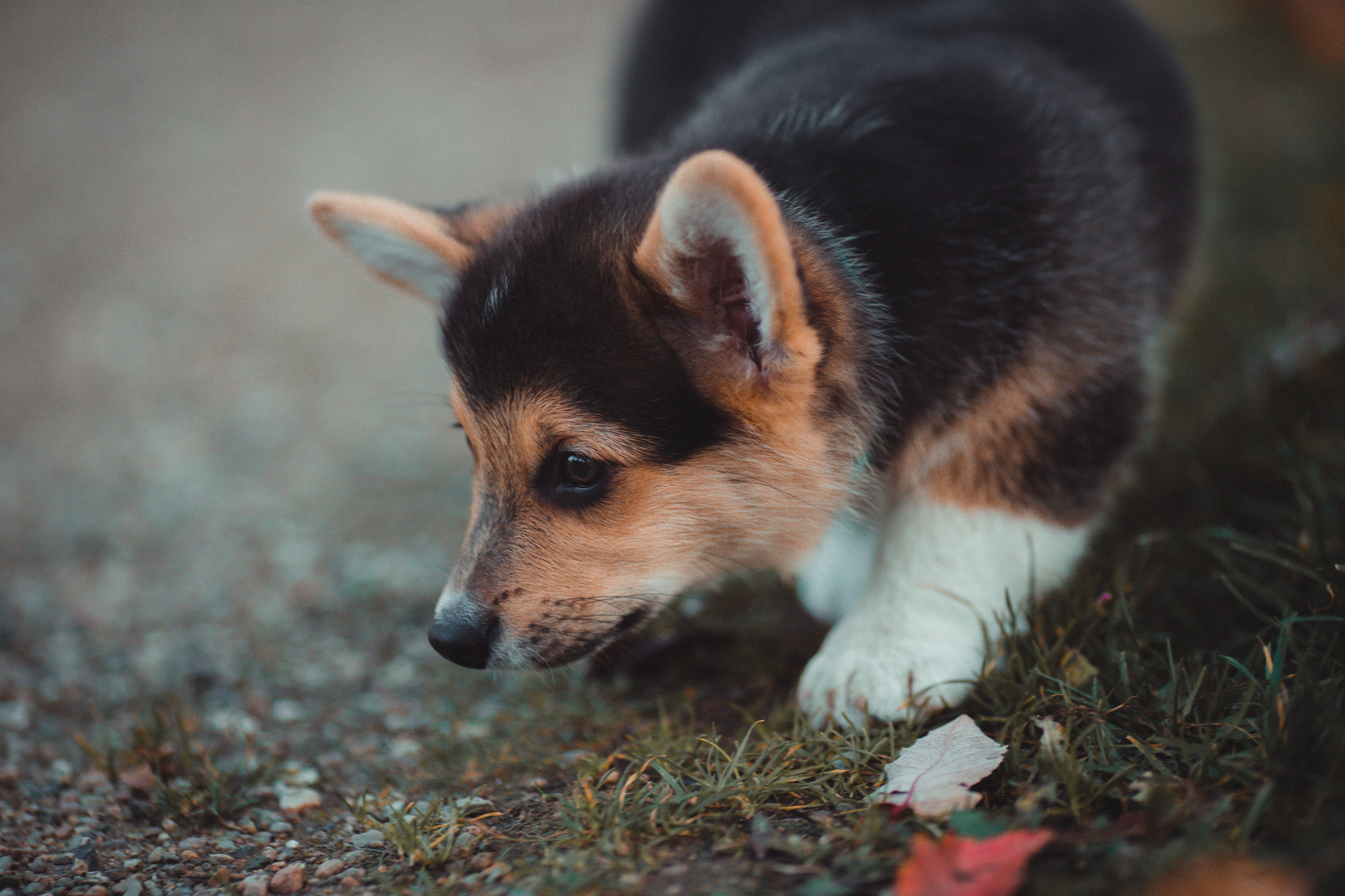 outdoor-dog-photography-corgi-puppy-01