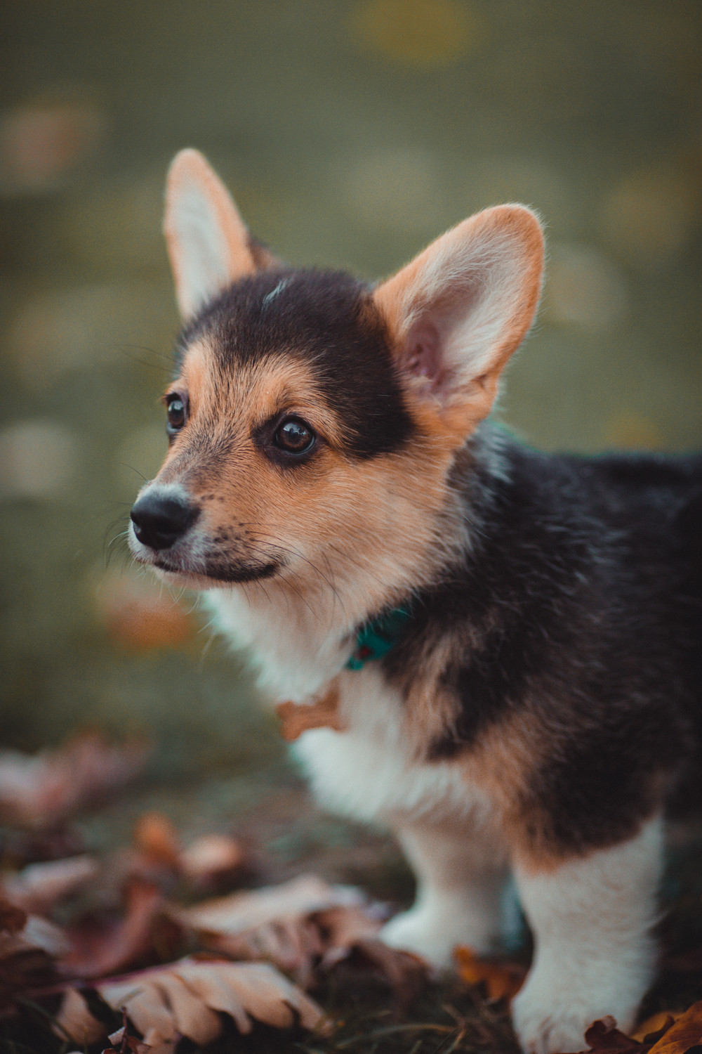 outdoor-dog-photography-corgi-puppy-03