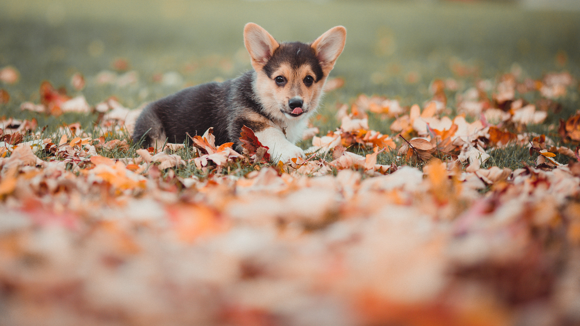 outdoor-dog-photography-corgi-puppy-05
